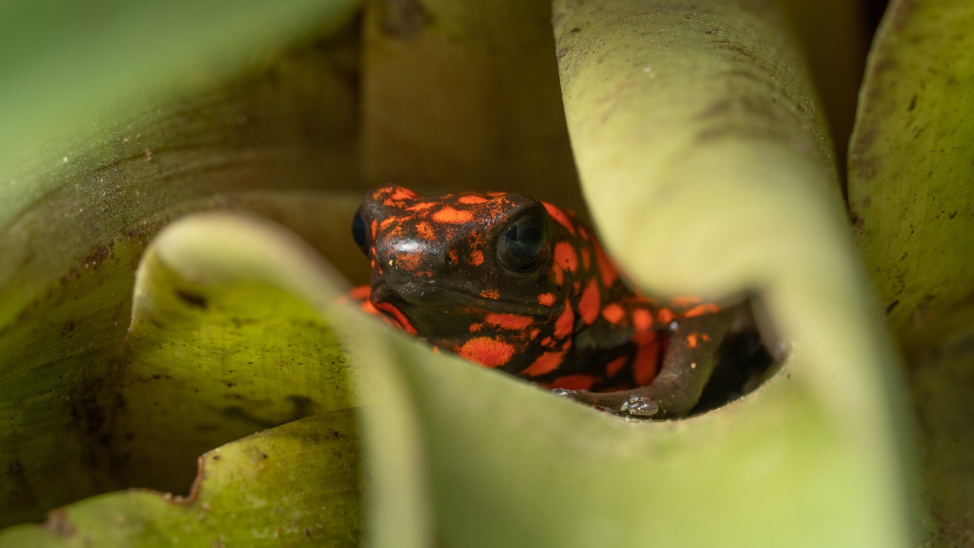 Little devil poison dart frog in leaves. (National Geographic for Disney+/Chris Watts)