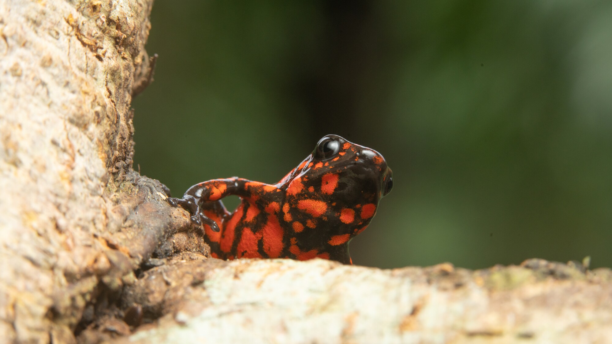 Little devil poison dart frog on a tree. (National Geographic for Disney+/)