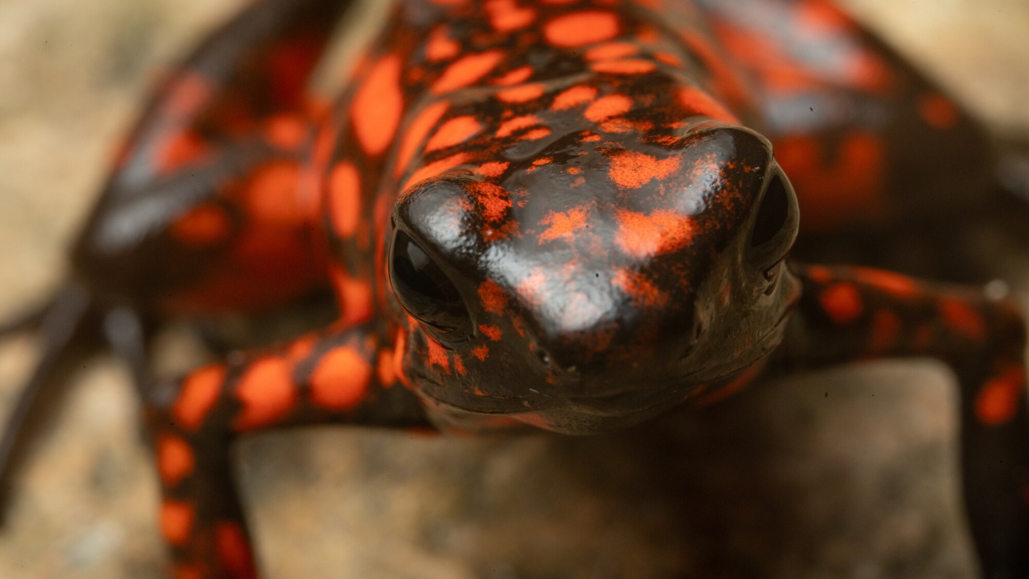 Little devil poison dart frog. (National Geographic for Disney+/Chris Watts)