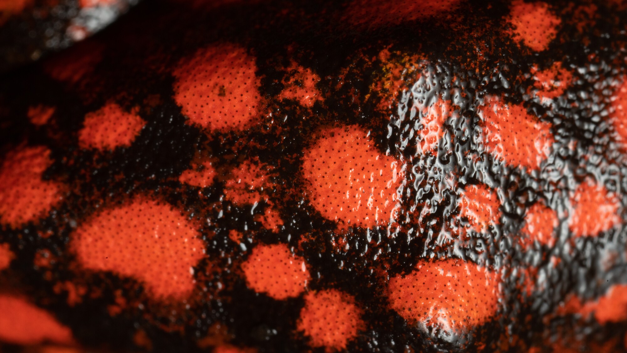 Close up of little devil poison dart frog skin. (National Geographic for Disney+/Chris Watts)