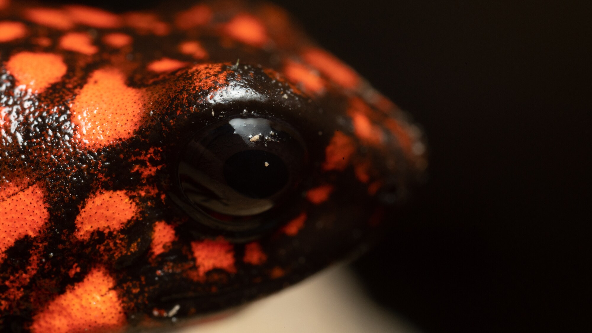 Close up of a little devil poison dart frog eye. (National Geographic for Disney+/Chris Watts)
