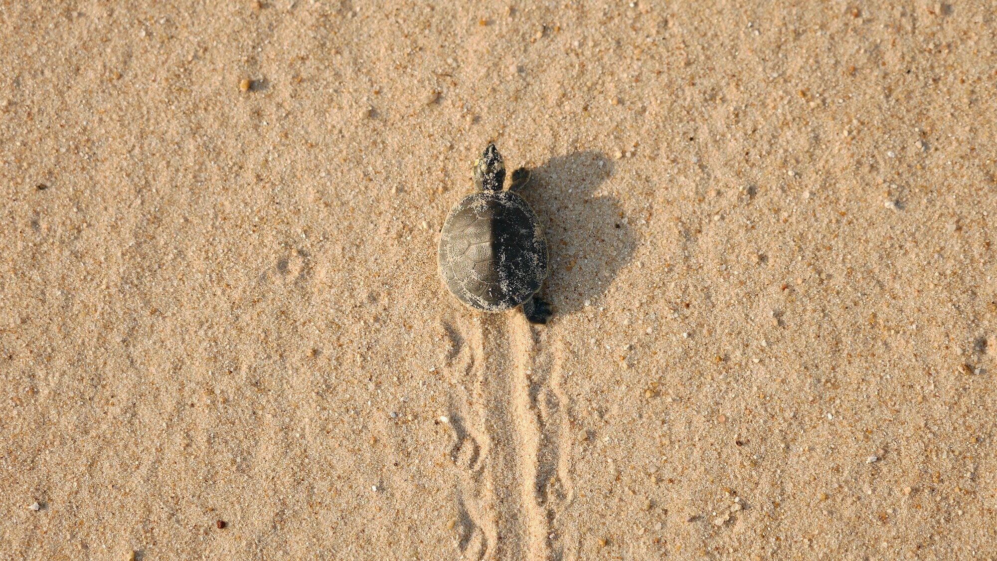 A hatchling on a beach. (National Geographic for Disney+/Lillian Todd-Jones)