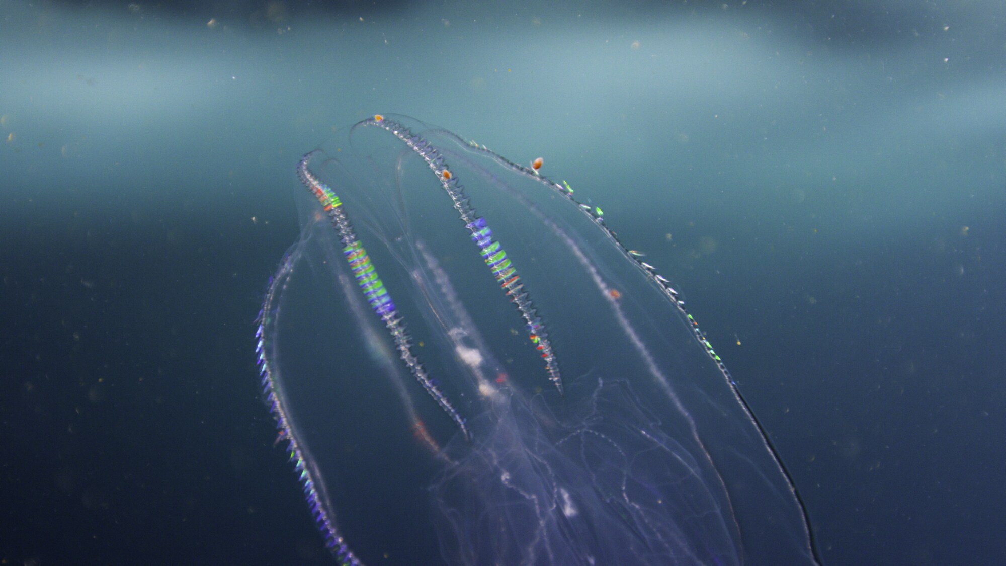 The narwhal's world may look barren from above, but the waters underneath the Arctic ice glow with life - corals, anemones, fish, and comb jellies. (National Geographic for Disney+/Ernie Kovacs)