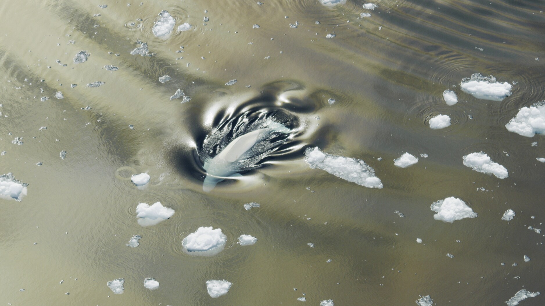 A beluga whale breaches to take a breath underneath the Arctic summer's 24-hour sun. (National Geographic for Disney+/Thomas Miller)