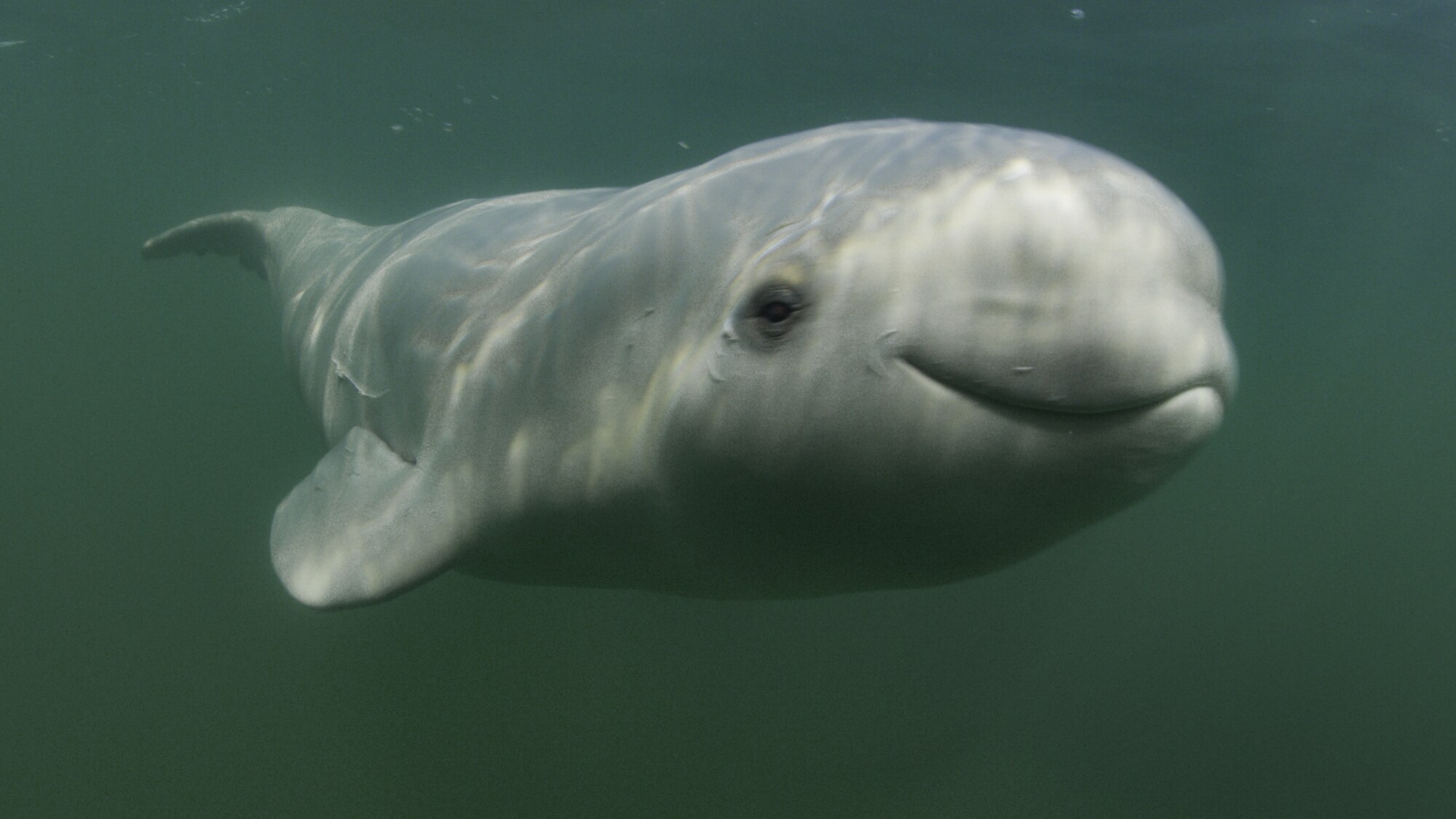 A baby beluga smiles at the camera. Belugas are the only whale that can use their lips to form different shapes to communicate. (National Geographic for Disney+/Peter Kragh)