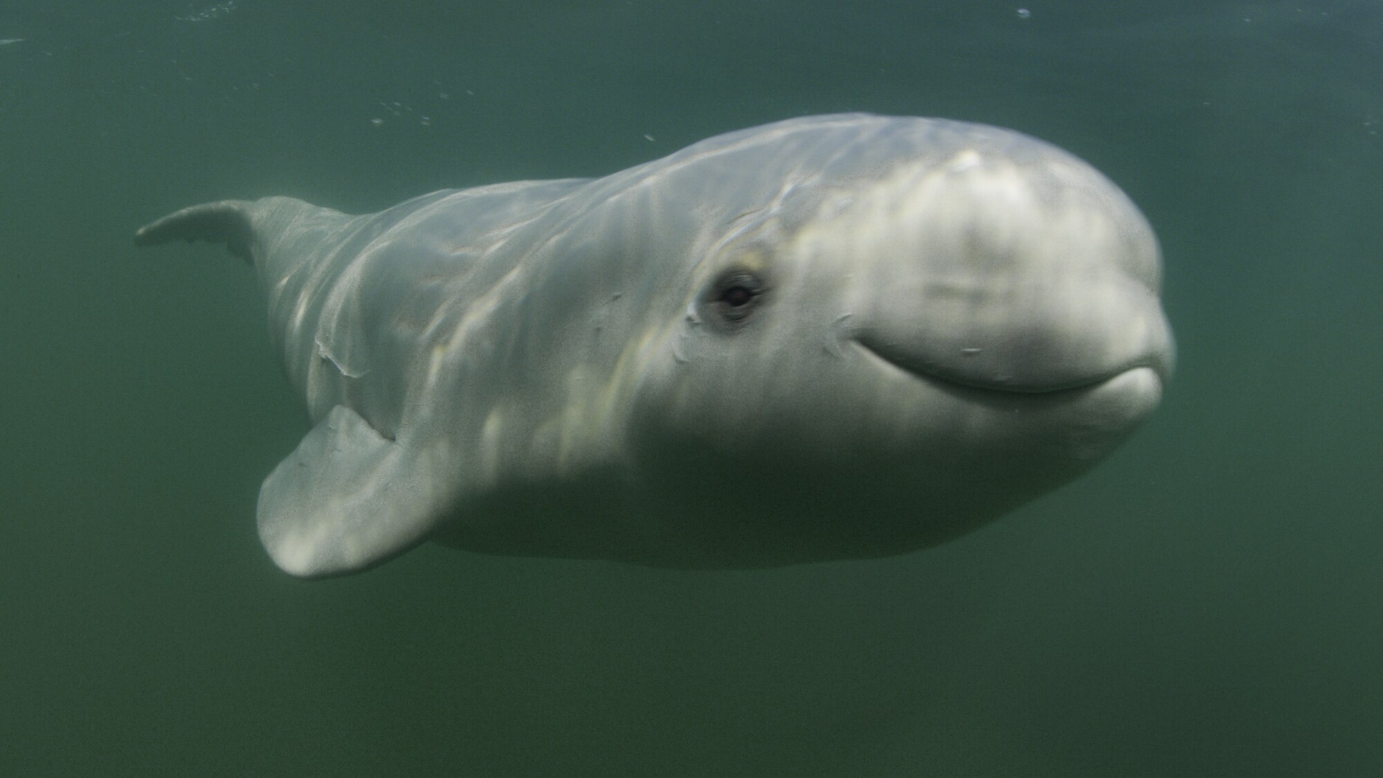 beluga whales smiling