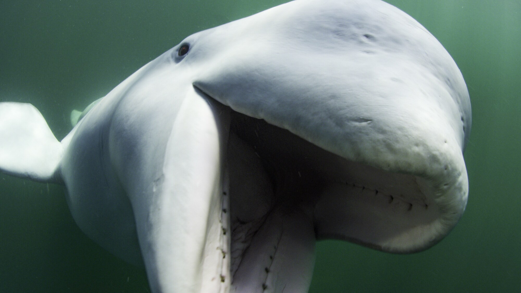 Despite having teeth, belugas do not chew their food. They rip up prey into pieces and swallow them whole. (National Geographic for Disney+/Peter Kragh)