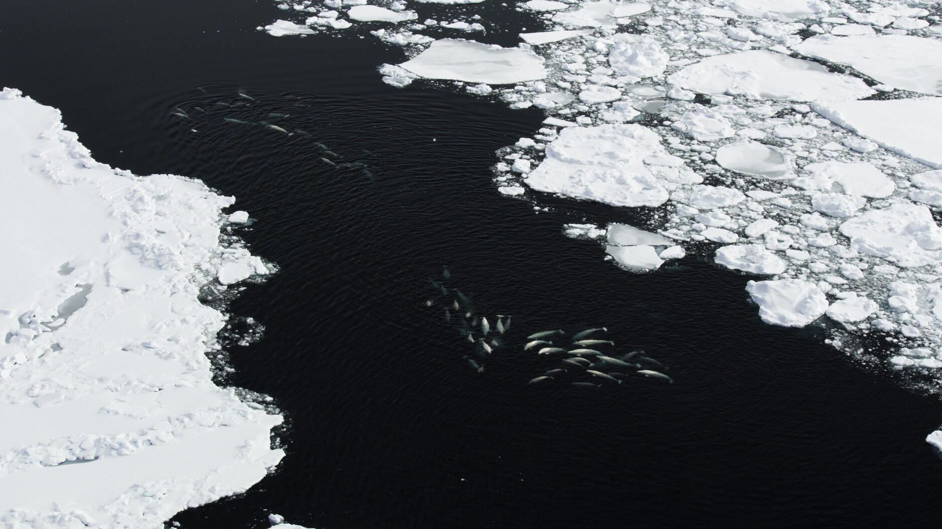 Belugas rely on their bio sonar to successfully migrate through hundreds of miles of maze-like ice. (National Geographic for Disney+/Thomas Miller)