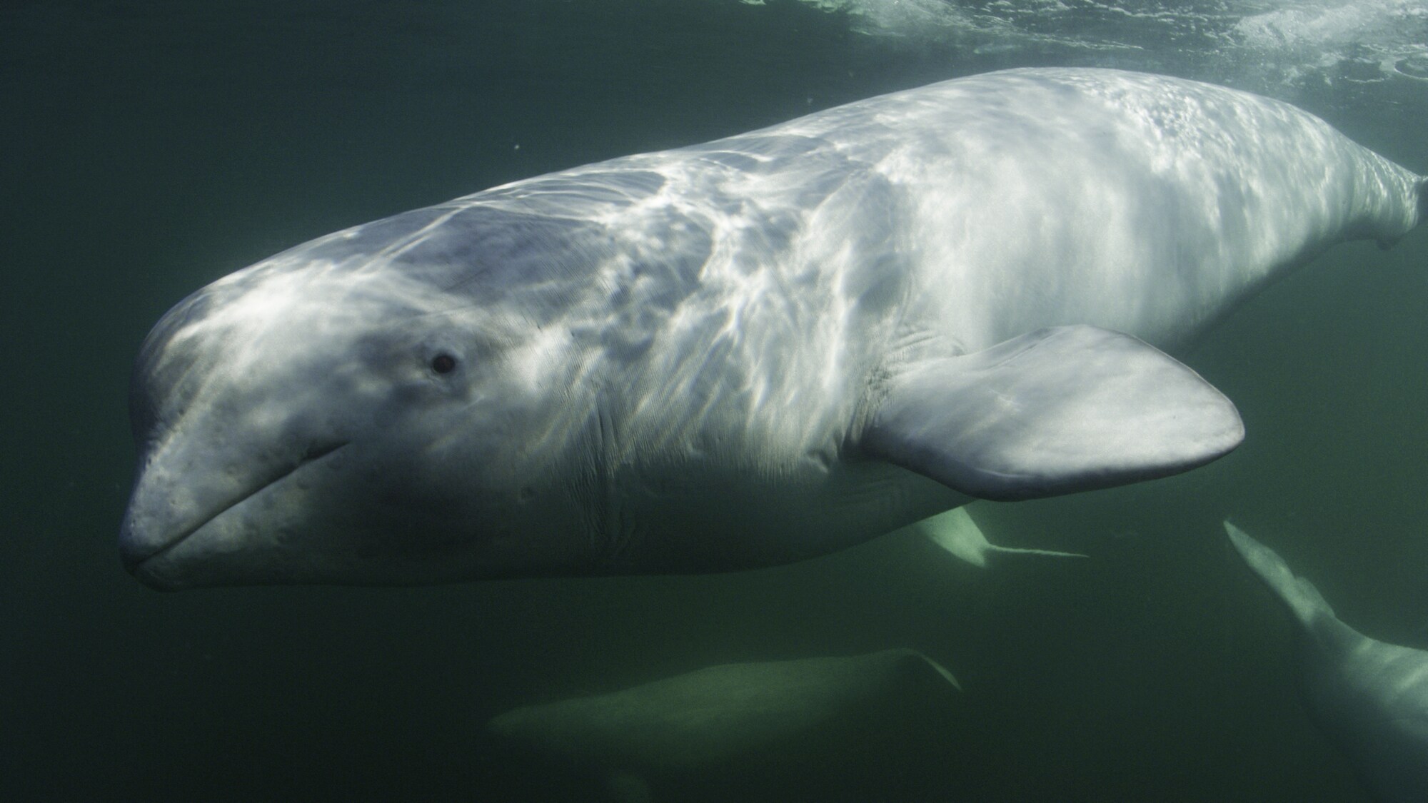 A beluga's special forehead is called a "melon." It changes shape and orientation and may help them direct their bio sonar. (National Geographic for Disney+/Peter Kragh)