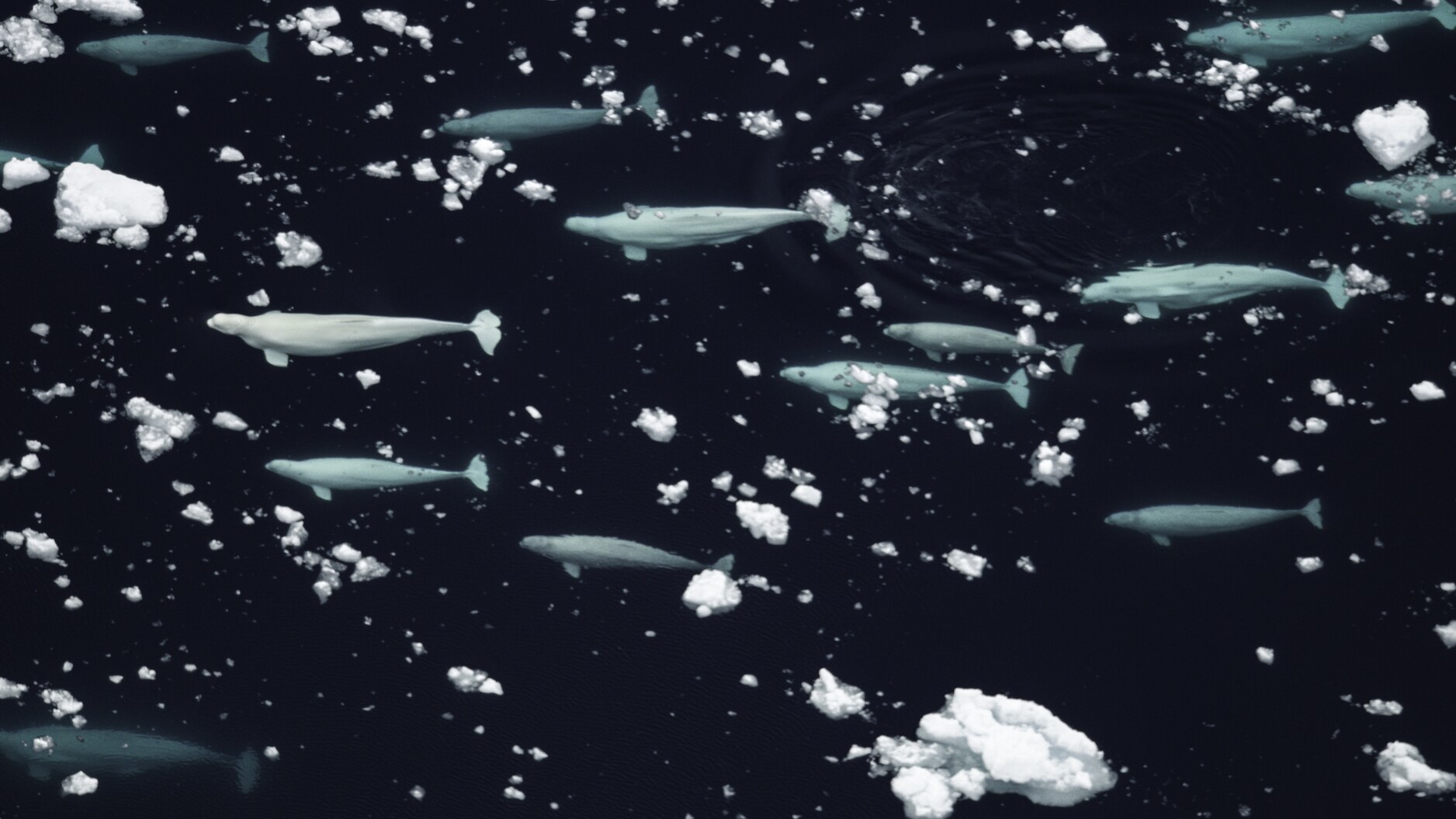 Belugas pods are usually small - less than 25 individuals. During migration, these smaller groups join together to form herds of thousands of animals. (National Geographic for Disney+/Thomas Miller)