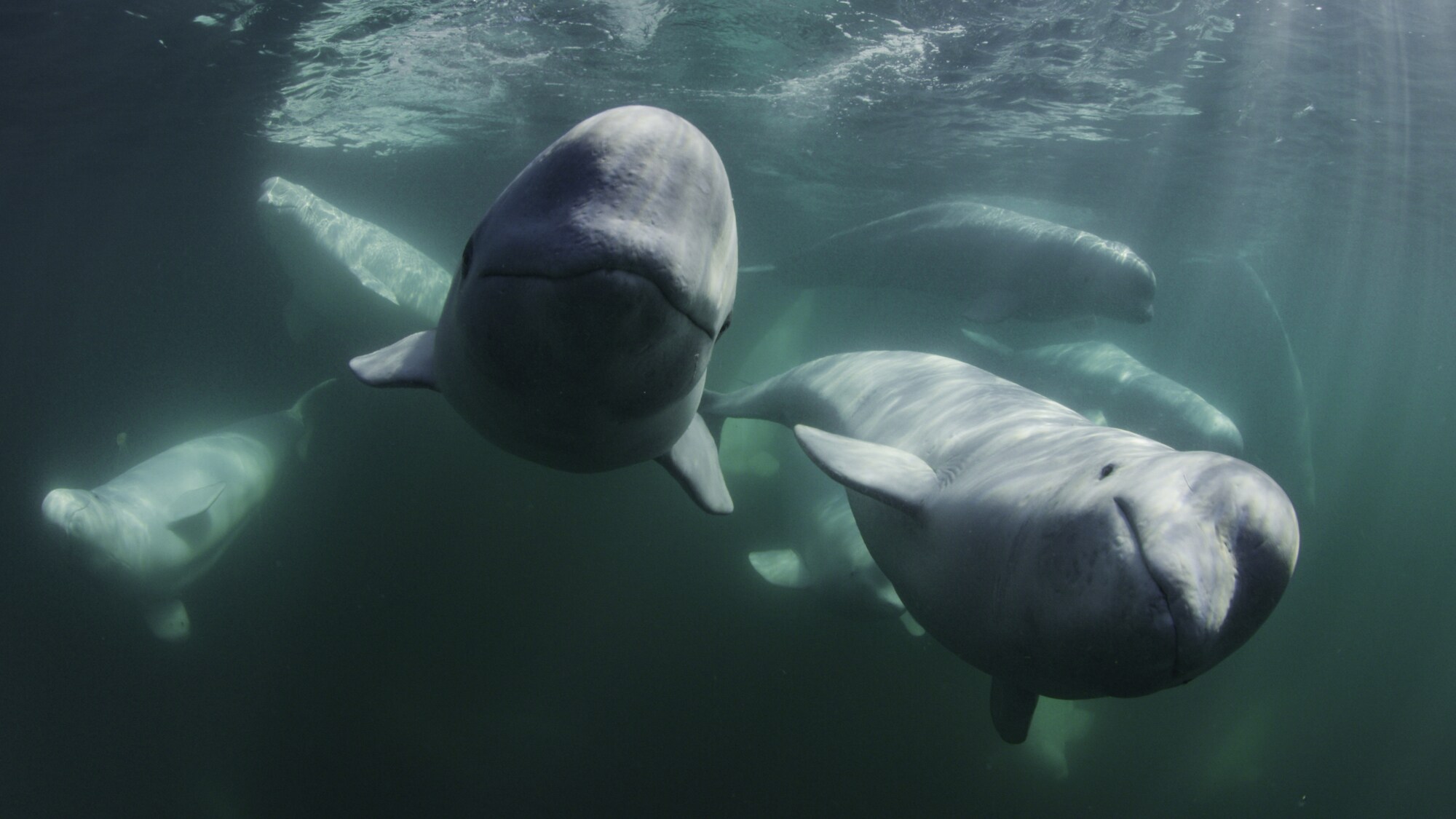 Belugas are extremely social and have been nicknamed the "canary of the sea" because of their rich and varied vocal range. (National Geographic for Disney+/Peter Kragh)