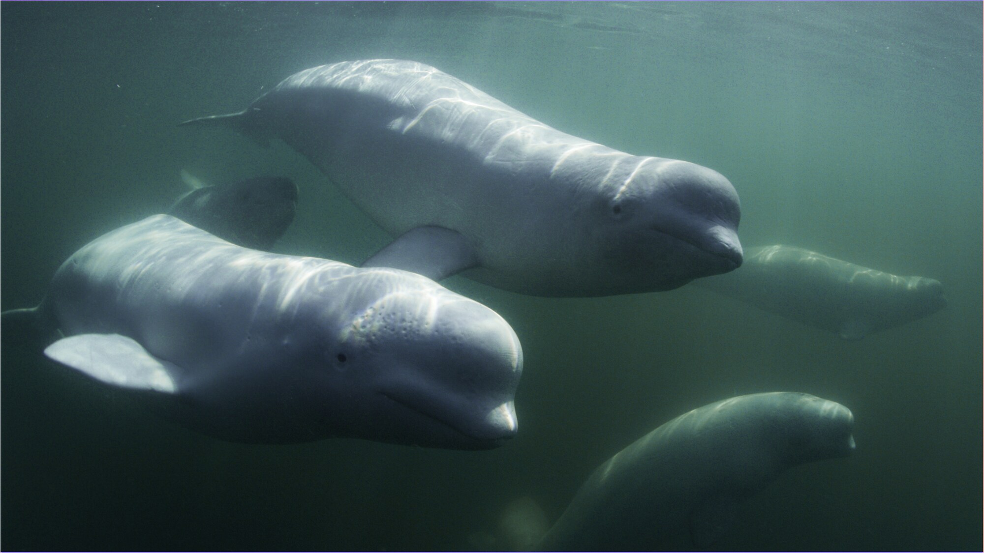 Belugas are extremely social and have been nicknamed the "canary of the sea" because of their rich and varied vocal range. (National Geographic for Disney+/Peter Kragh)