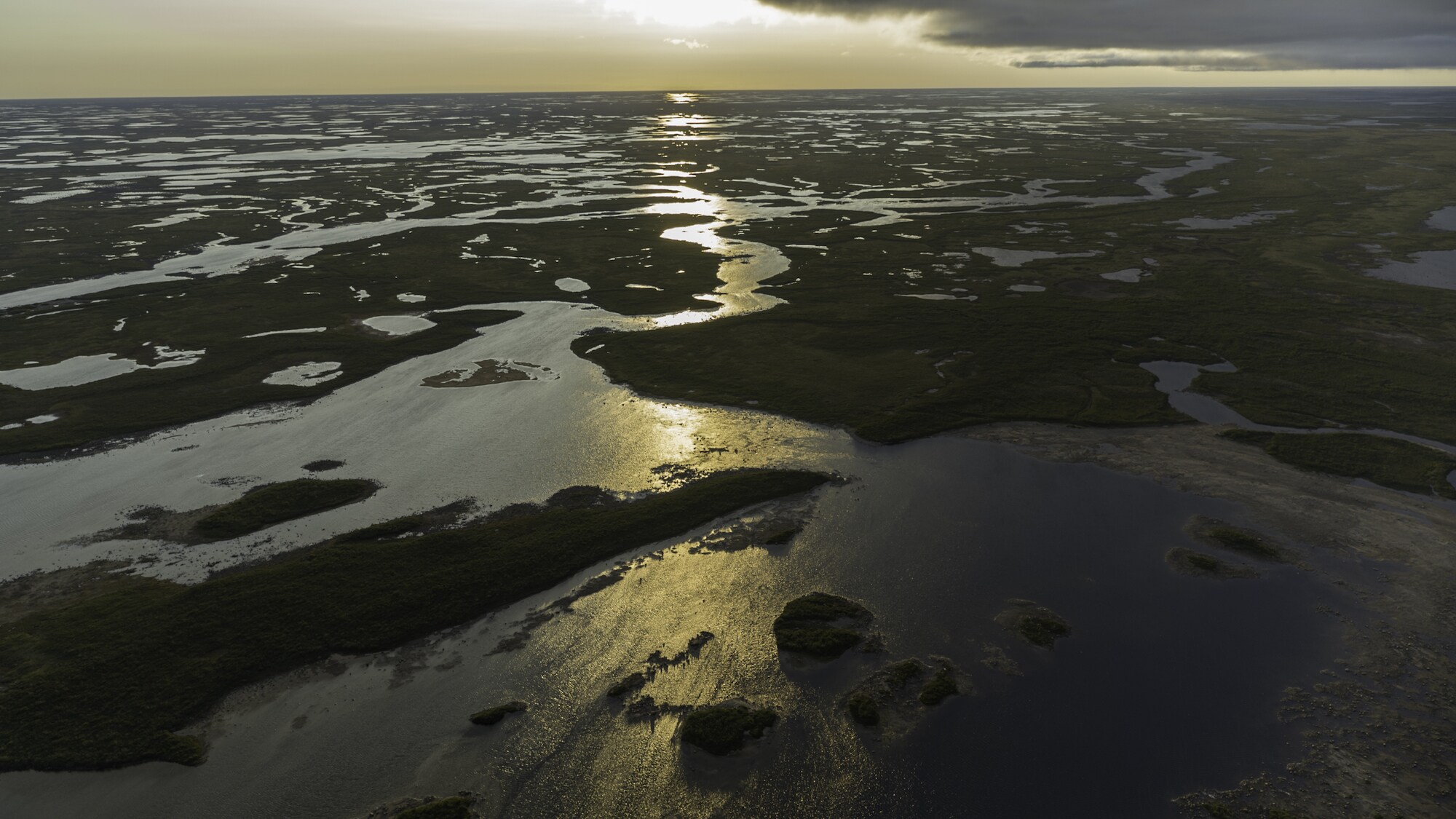 Belugas seek out river mouths during their summer migration in West Hudson Bay. The warmer freshwater may help newborns that don't yet have layers of insulating fat for swimming in the cold. (National Geographic for Disney+/Hayes Baxley)