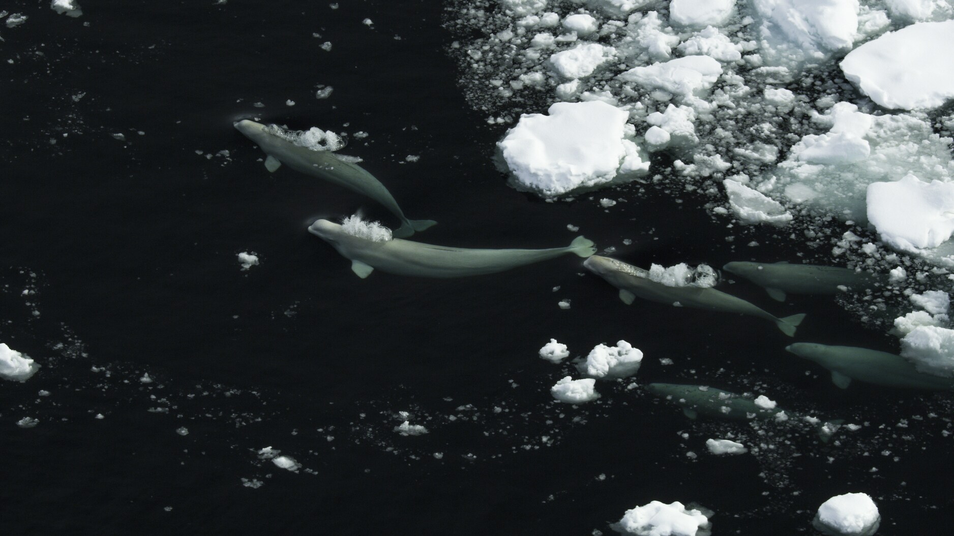 Belugas are made for the Arctic: they lack dorsal fins, which allows them to swim under sea ice. This serves as a form of protection from predators with massive dorsals, like killer whales. (National Geographic for Disney+/Thomas Miller)