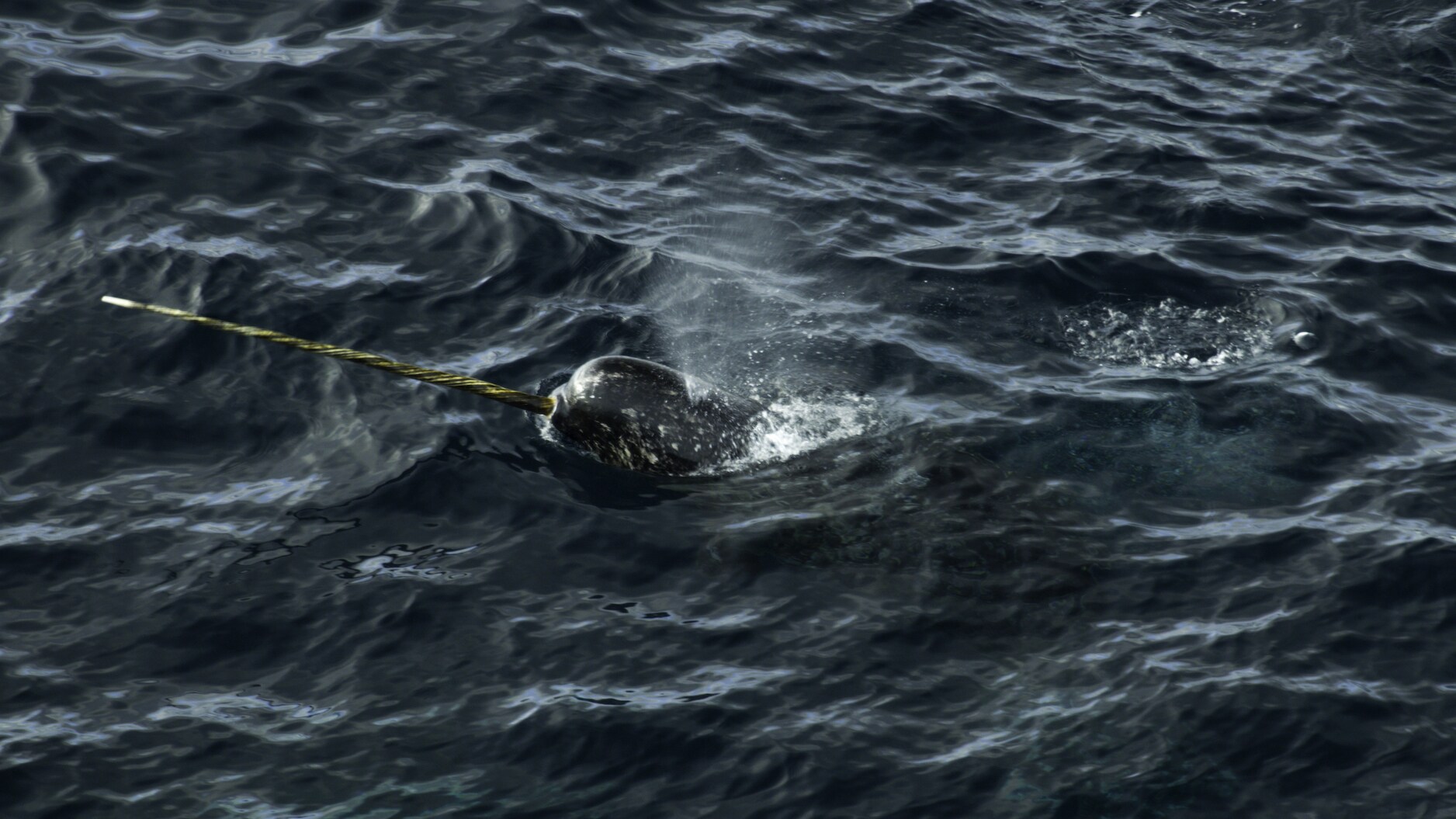 A narwhal's tusk is a long, hollow tooth that usually only develops in males. Its full function is still a mystery. (National Geographic for Disney+/Thomas Miller)