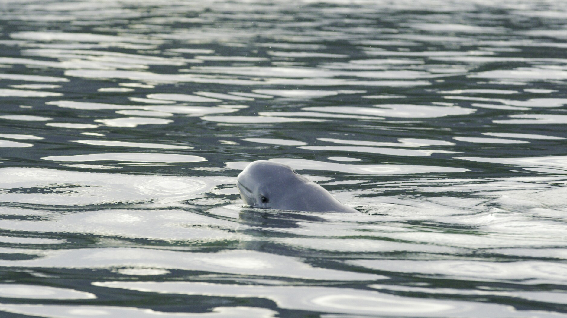 Belugas are born dark grey. Their skin lightens with age and is white by the time they reach sexual maturity. (National Geographic for Disney+/Michael Dinsmore)