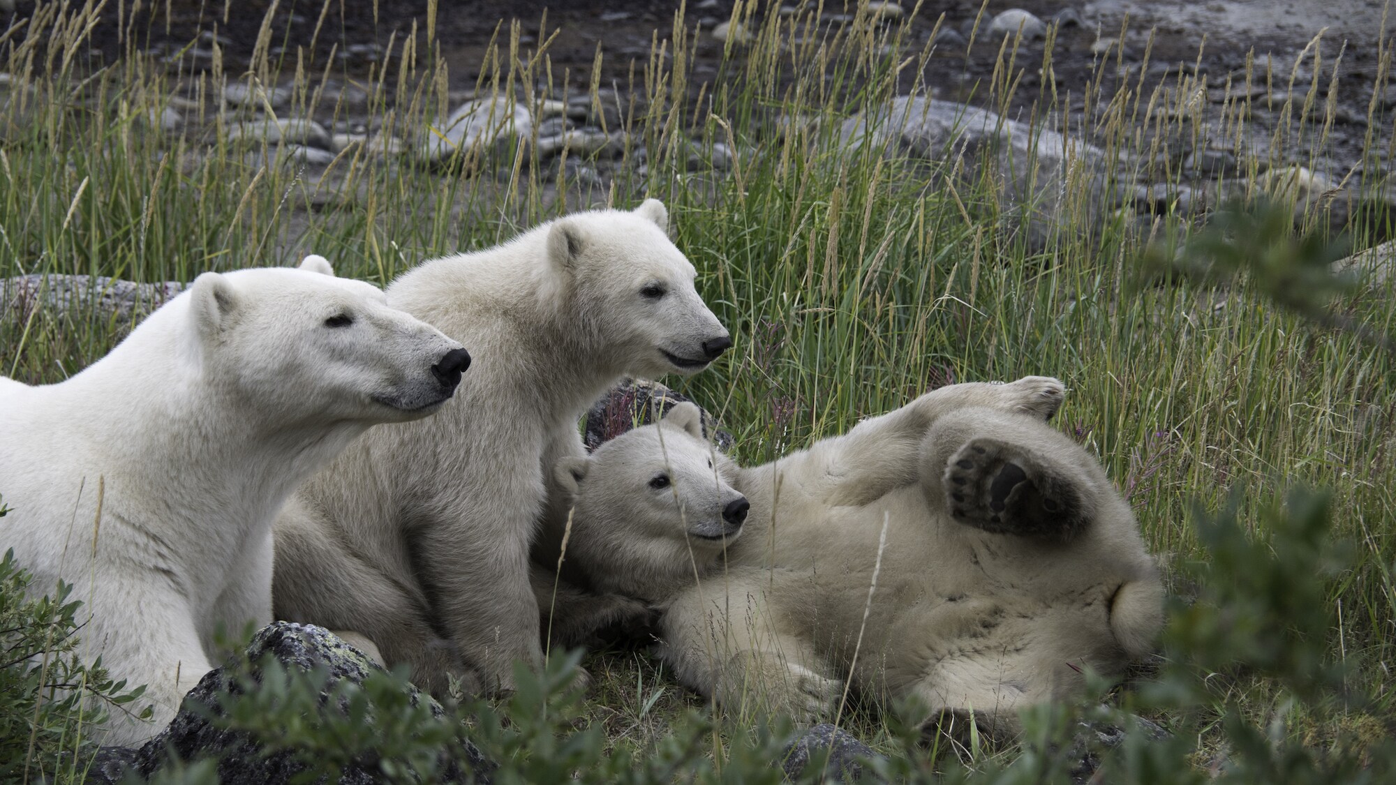 Polar bears share the summering areas with beluga whales and pose a near-constant threat. (National Geographic for Disney+/Hayes Baxley)