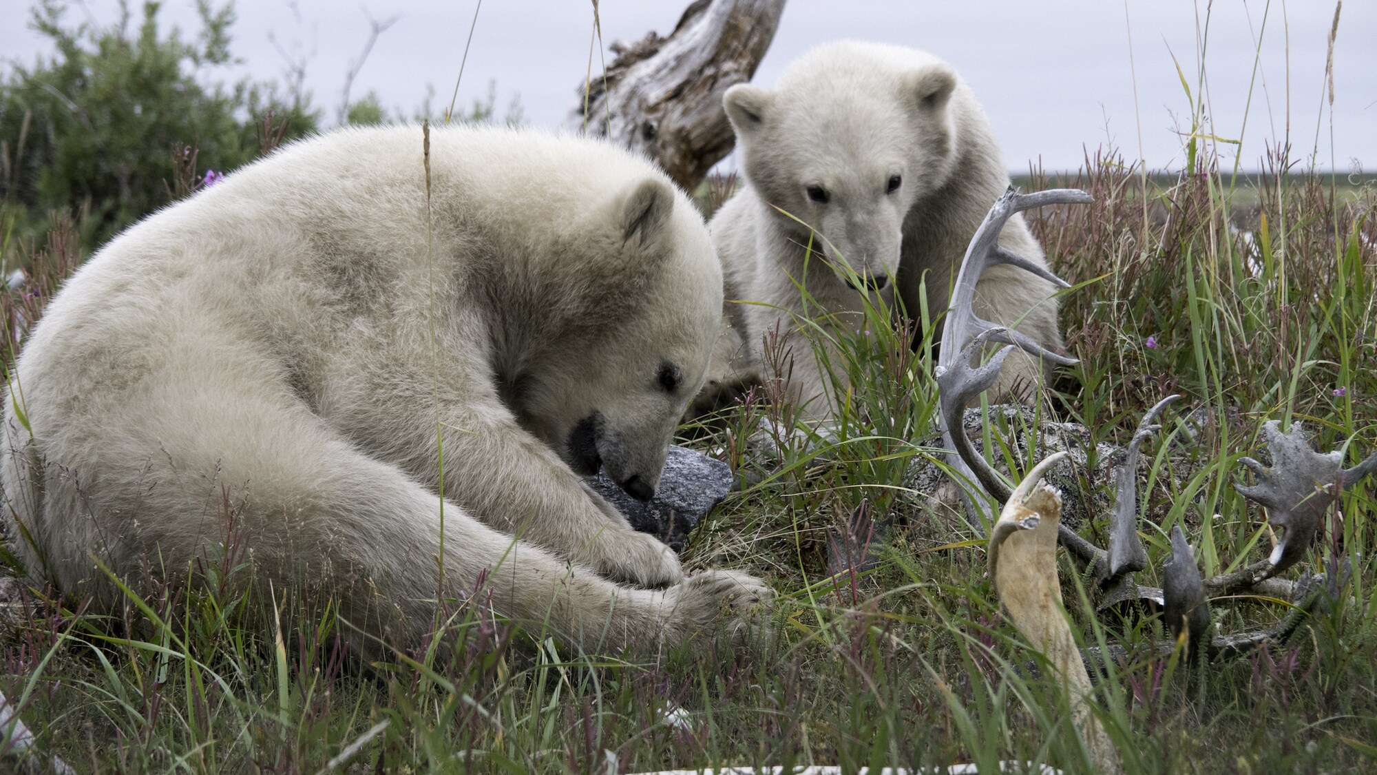 Polar bears share the summering areas with beluga whales and pose a near-constant threat. (National Geographic for Disney+/Hayes Baxley)