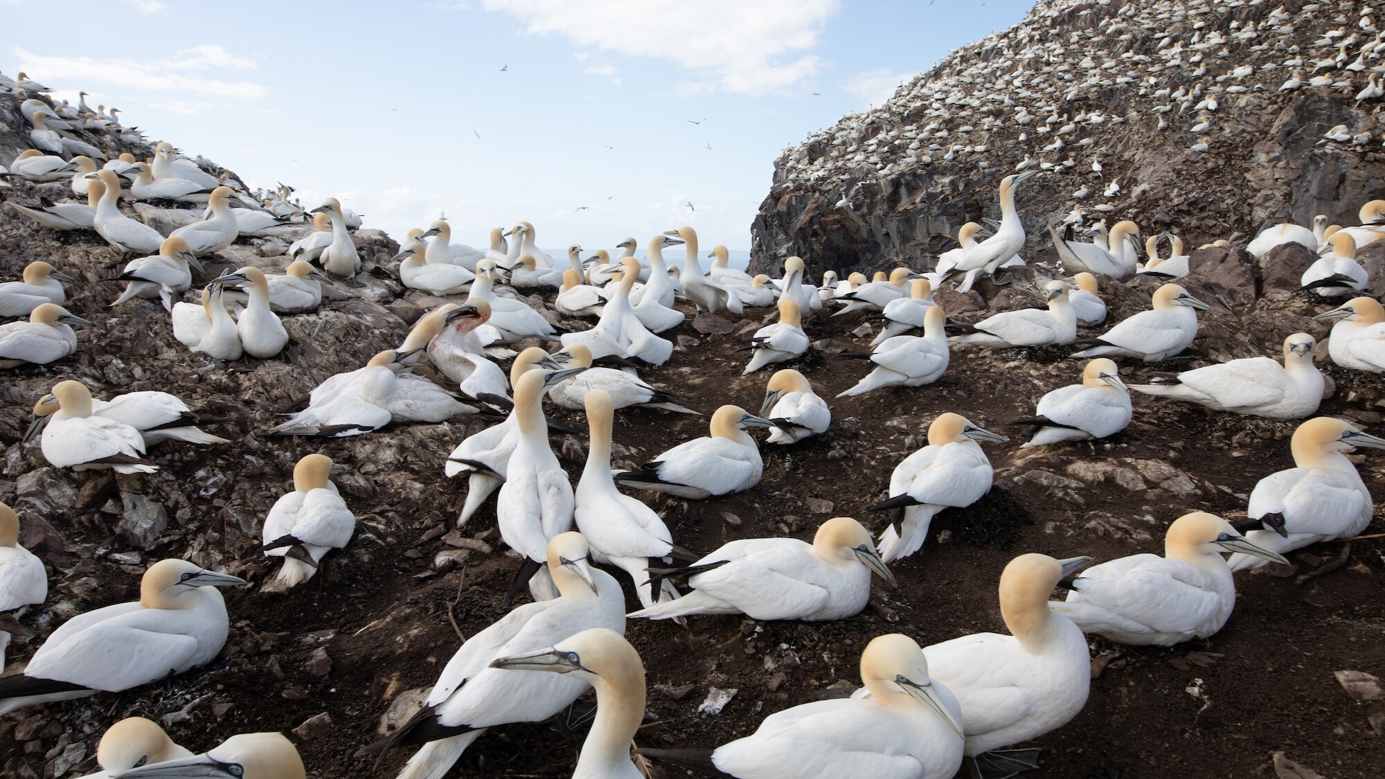 Northern gannet colony sitting on Bass Rock.  (National Geographic for Disney+/Eloisa Noble)