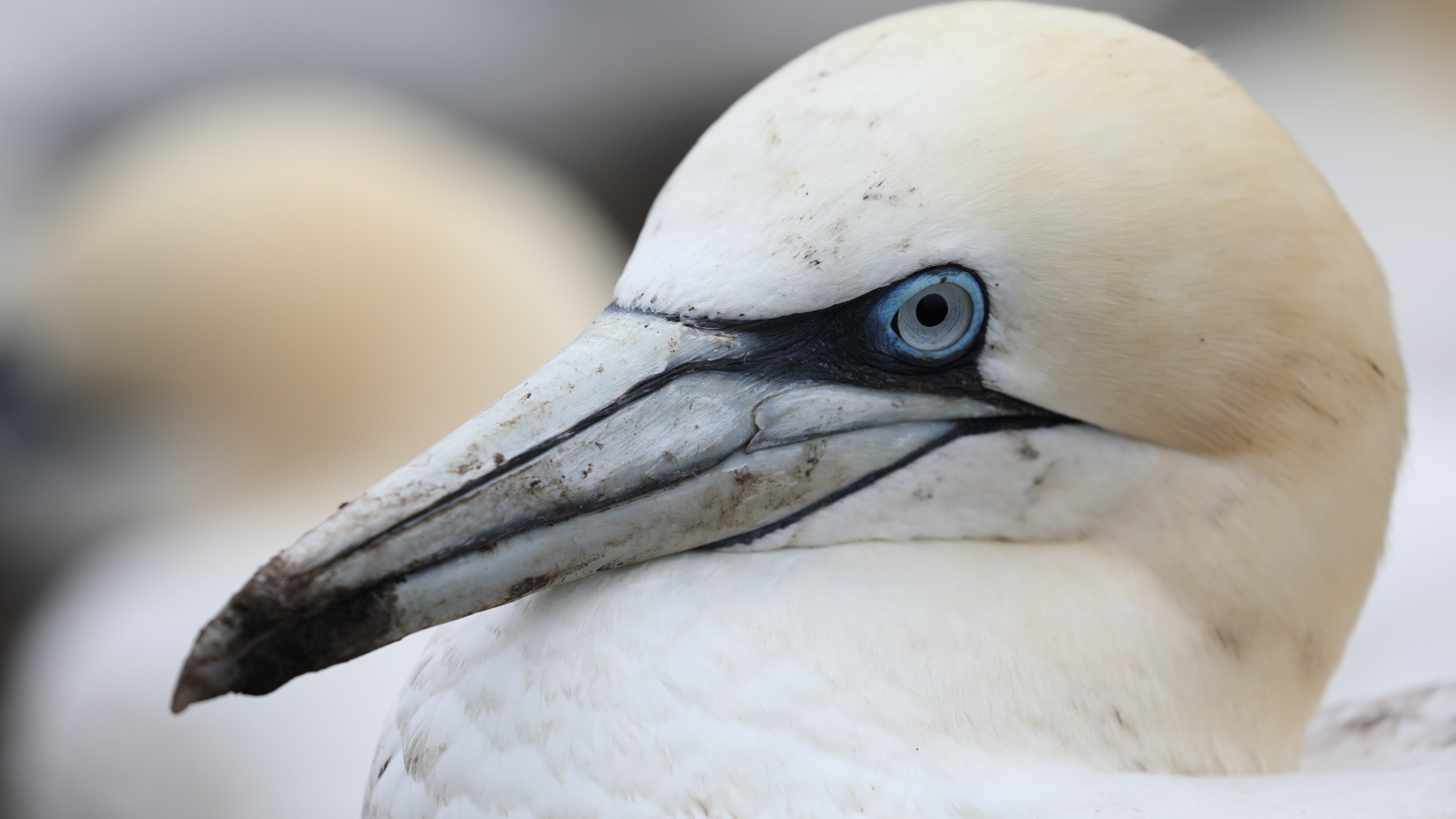 Portrait of a northern gannet's head.  (National Geographic for Disney+/Eloisa Noble)