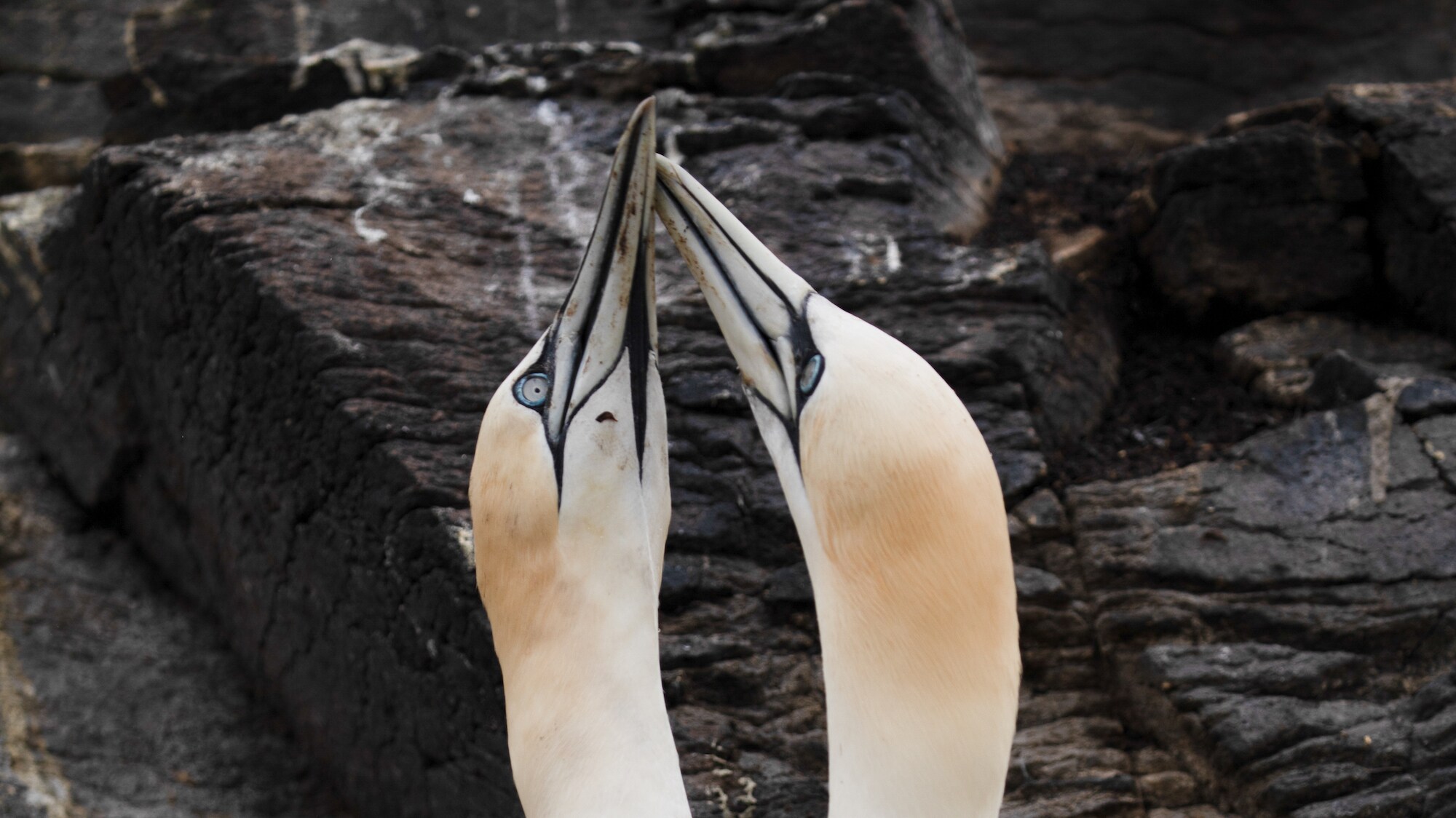 Northern gannets greet each other with a ritualistic beak rubbing.  (National Geographic for Disney+/Eloisa Noble)