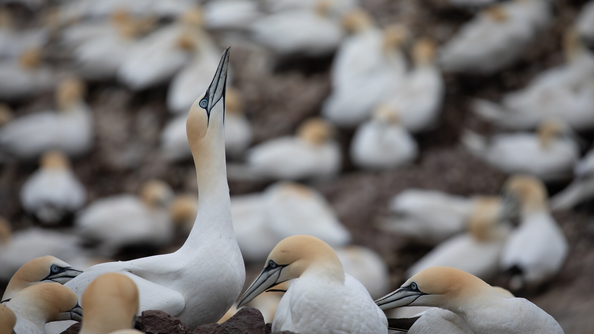 A Northern gannet points its beak up towards sky.  (National Geographic for Disney+/Eloisa Noble)