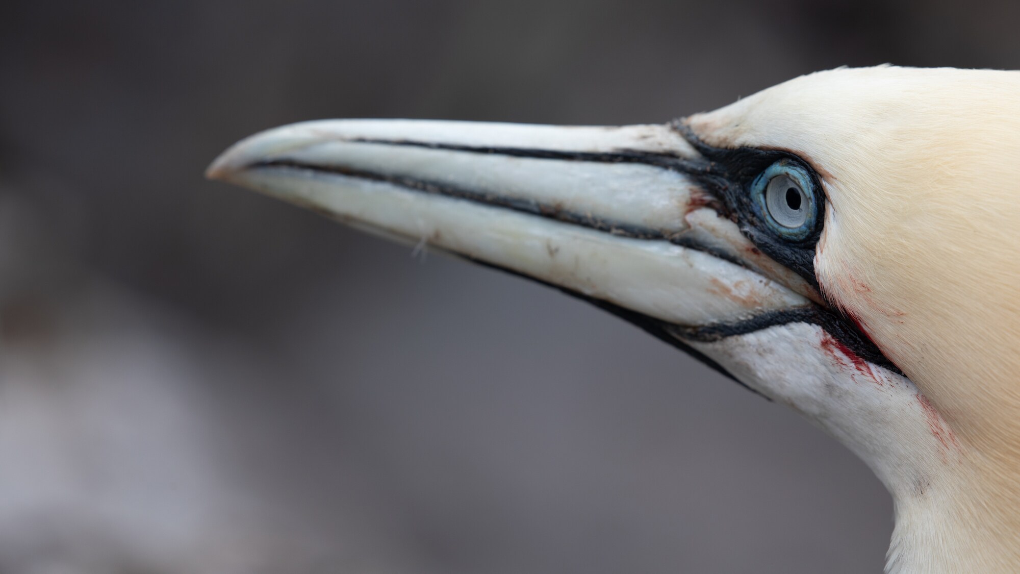Northern gannet's eye and beak with blood marks.  (National Geographic for Disney+/Eloisa Noble)