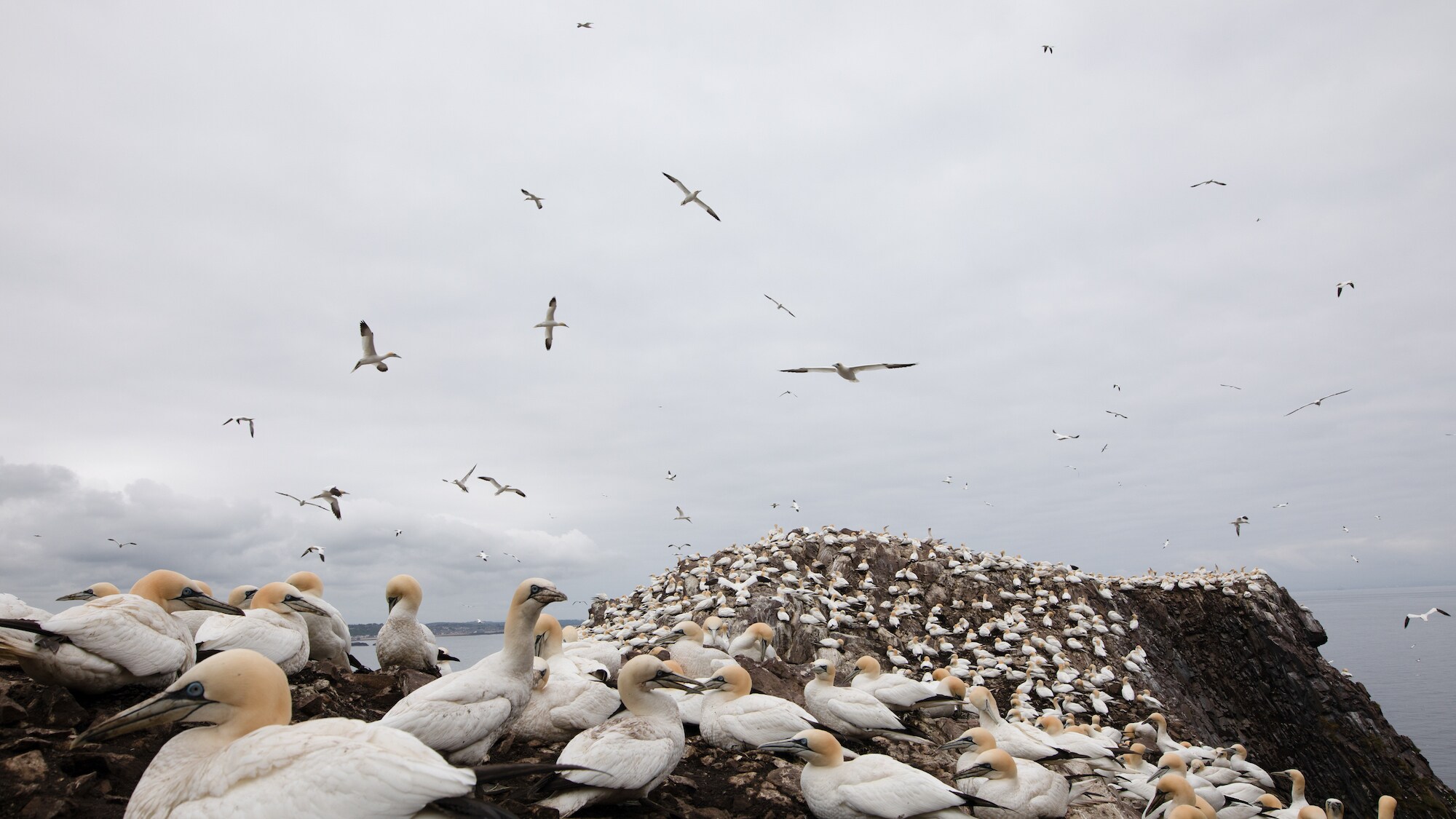 Northern gannets take flight over colony on Bass Rock.  (National Geographic for Disney+/Eloisa Noble)