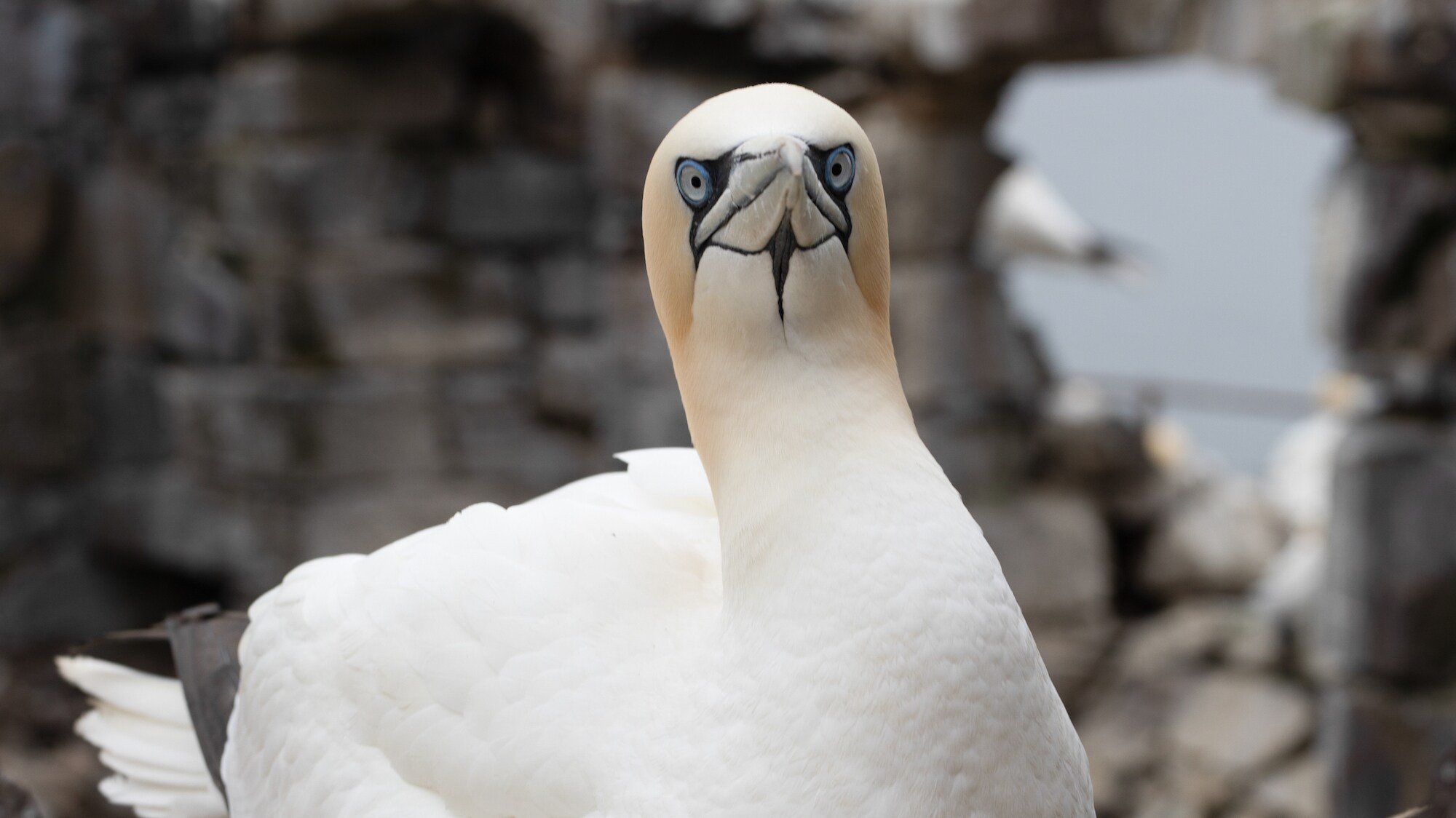A Northern gannet looks at the camera.  (National Geographic for Disney+/Eloisa Noble)