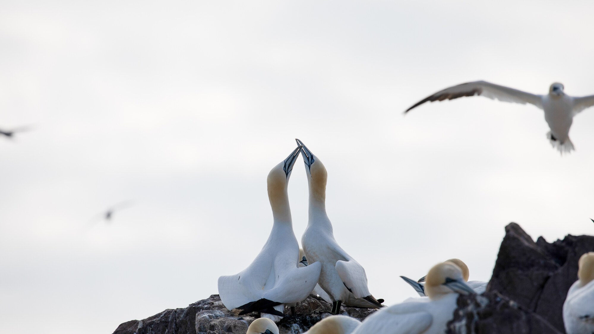 Two northern gannets greet each other with a ritualistic beak rubbing.  (photo credit:  National Geographic for Disney+/Jonjo Harrington)
