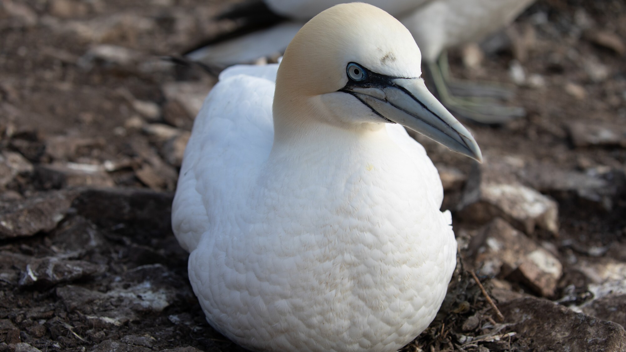 A northern gannet sitting.  (photo credit:  National Geographic for Disney+/Jonjo Harrington)