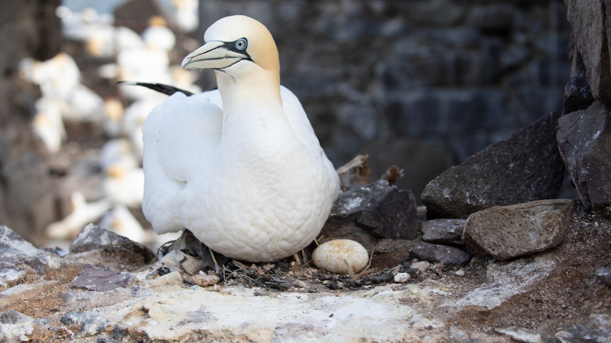 A northern gannet sits on a nest with an egg.  (photo credit:  National Geographic for Disney+/Jonjo Harrington)