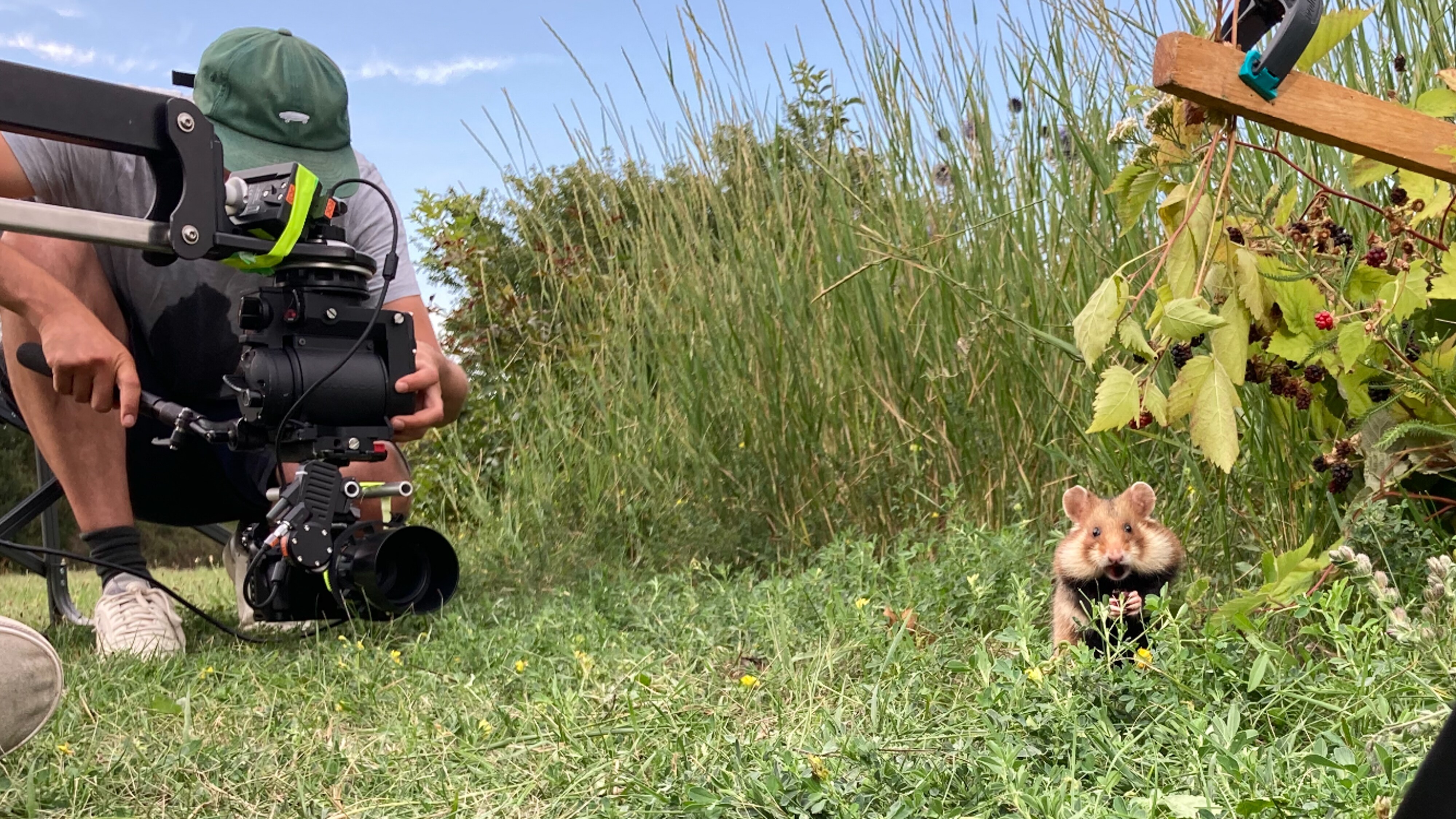 Crew filming a wild European hamster.  (National Geographic for Disney+/Julian Rad )