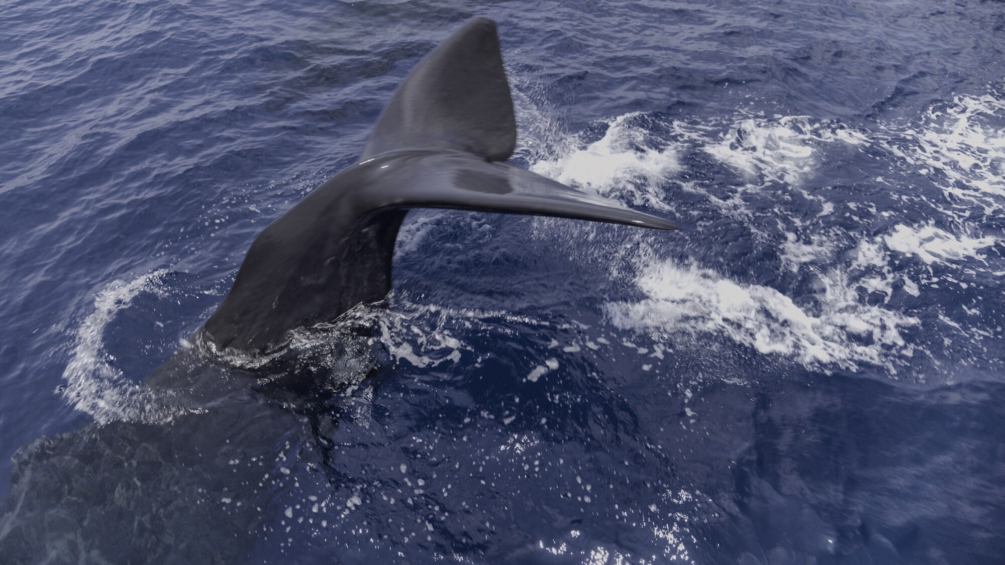 Sperm whales prefer to hunt far beneath the surface. They routinely stay an hour below and can explore as deep as 10,000 feet - all on one breath. (National Geographic for Disney+/Hayes Baxley)