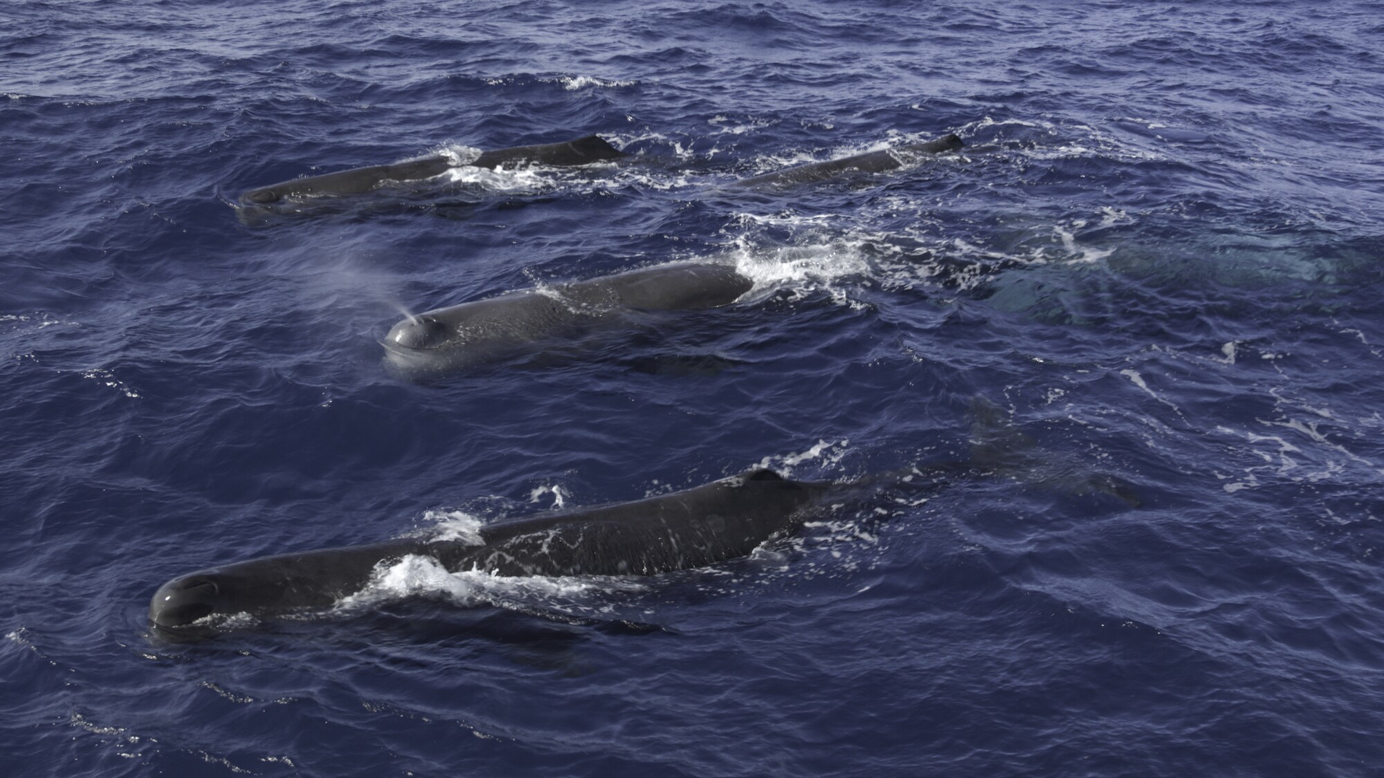 Sperm whales prefer to hunt far beneath the surface. They routinely stay an hour below and can explore as deep as 10,000 feet. (National Geographic for Disney+/Hayes Baxley)
