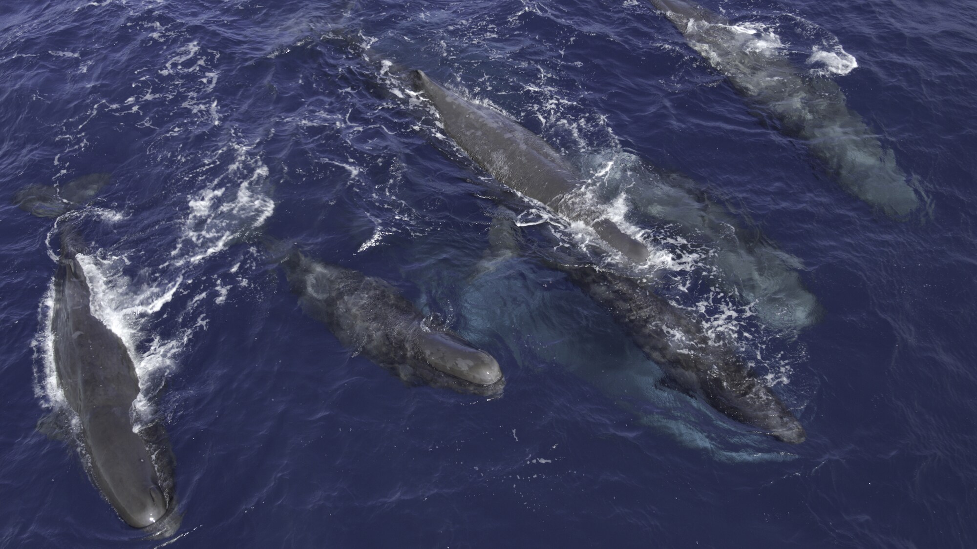 Many sperm whales are wandering nomads. They travel freely across vast stretches of ocean and stop to interact with local whales. (National Geographic for Disney+/Hayes Baxley)