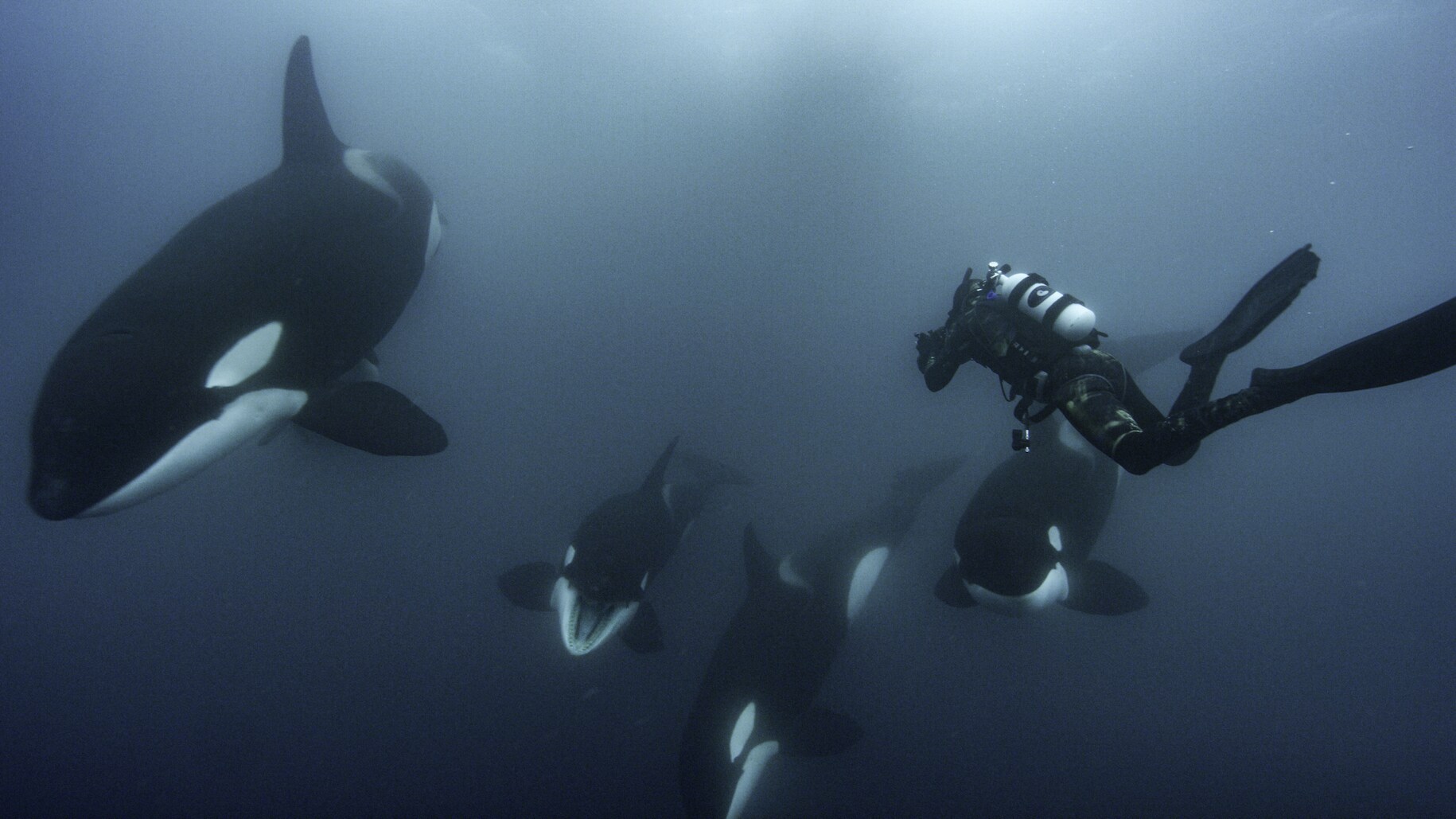 National Geographic photographer Brian Skerry documents a special orca society off the north island of New Zealand. (National Geographic for Disney+/Kina Scollay)