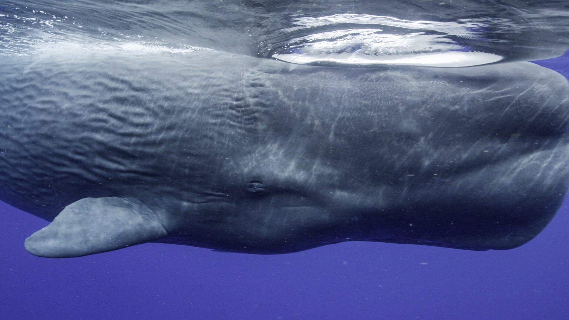 Whales are more like us than we ever thought possible. New research shows that they are deeply intelligent beings with their own distinct cultures around the globe. (National Geographic for Disney+/Luis Lamar)