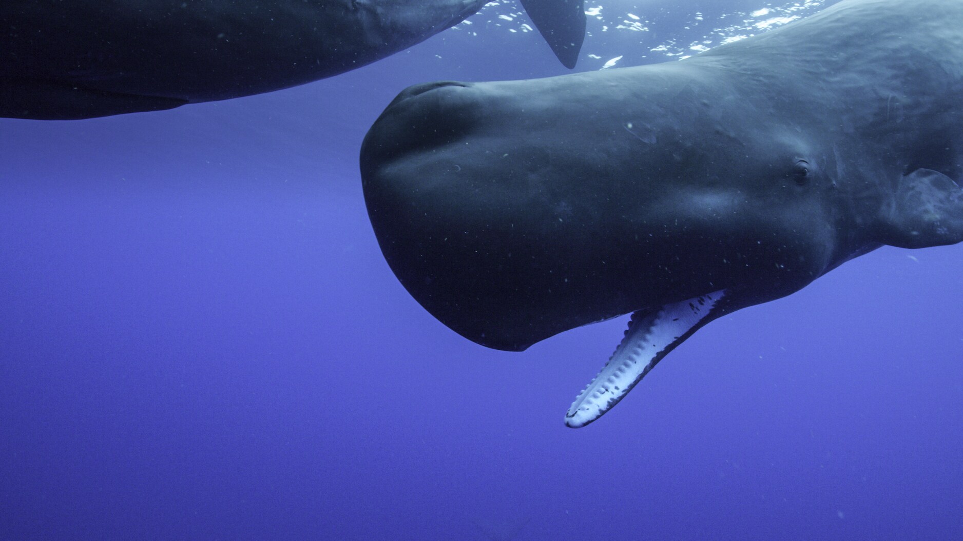 Sperm whales prefer to hunt far beneath the surface. They routinely stay an hour below and can explore as deep as 10,000 feet. (National Geographic for Disney+/Luis Lamar)