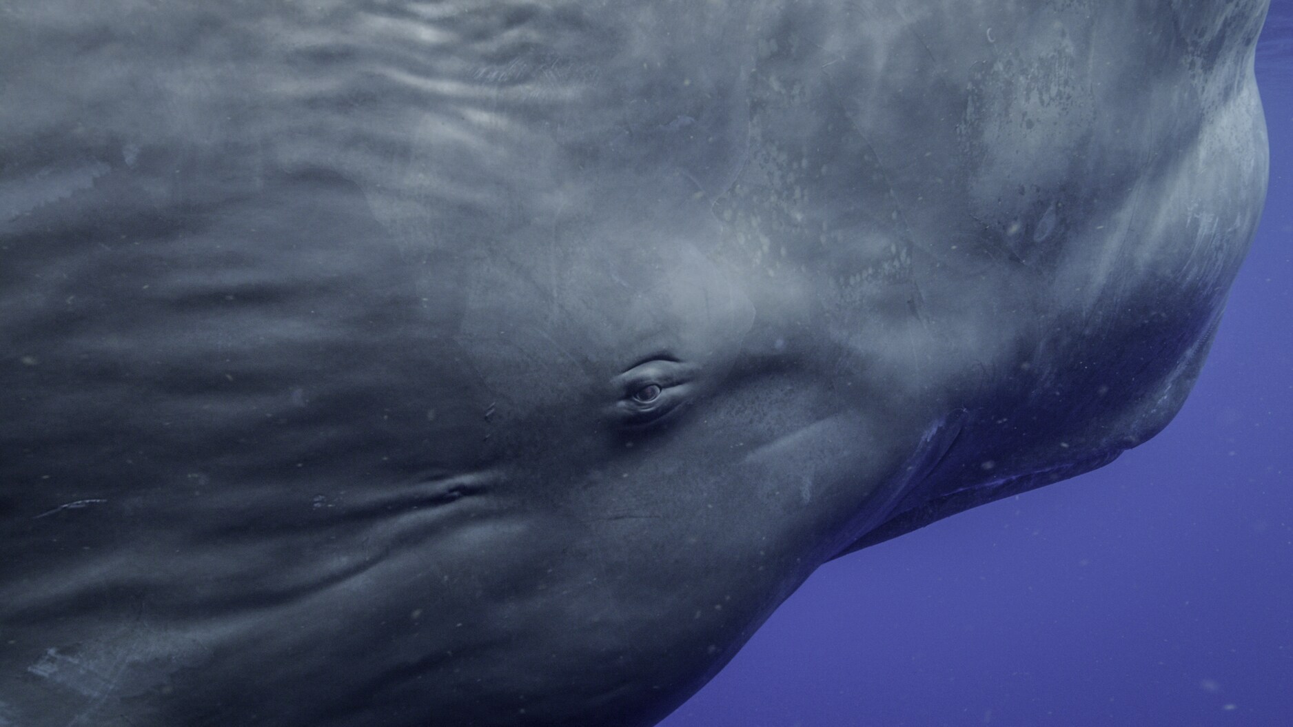 Whales are more like us than we ever thought possible. New research shows that they are deeply intelligent beings with their own distinct cultures around the globe. (National Geographic for Disney+/Luis Lamar)