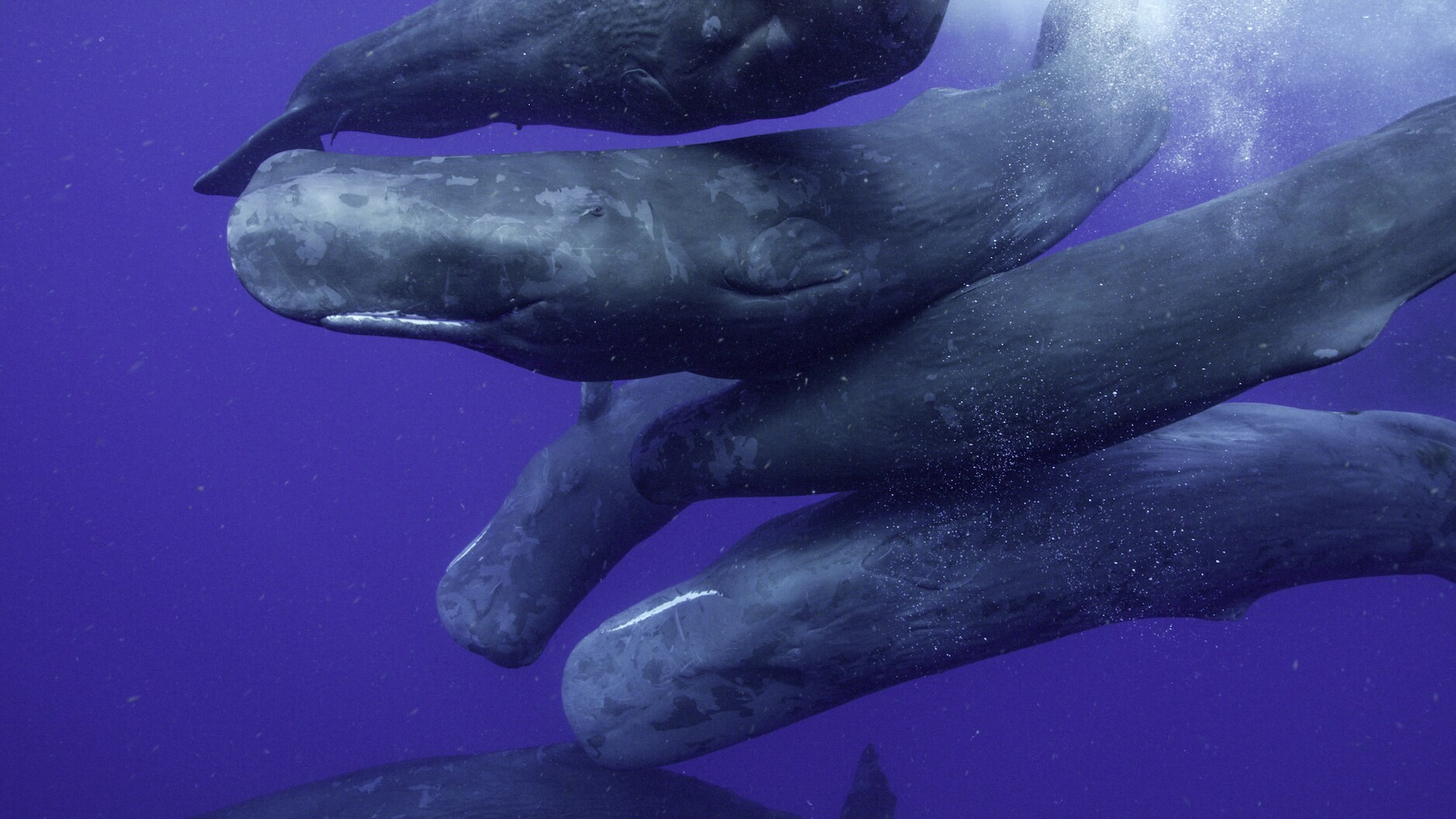 Many sperm whales are wandering nomads. They travel freely across vast stretches of ocean and stop to interact with local whales. (National Geographic for Disney+/Luis Lamar)