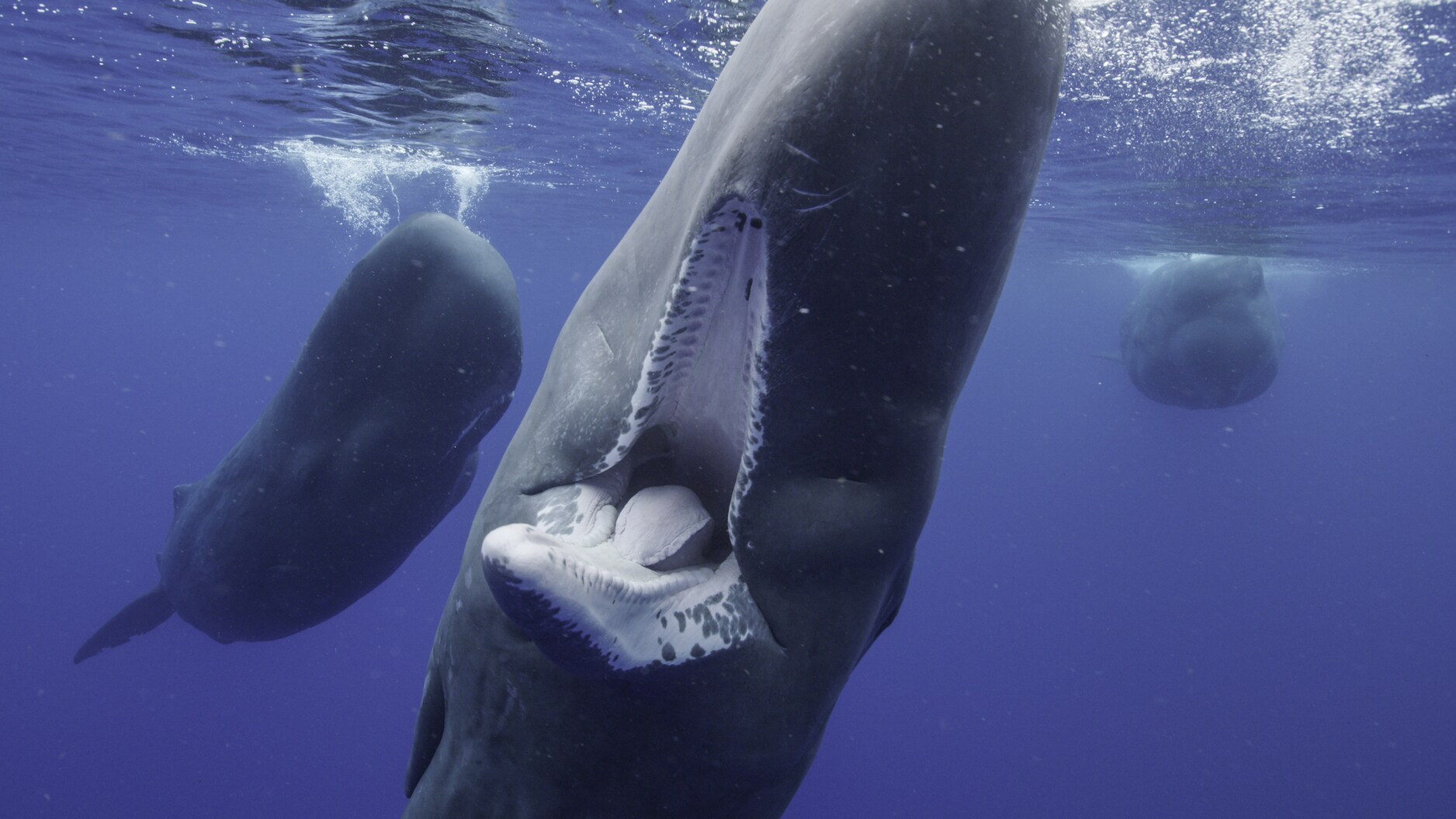 Up to 26 long teeth line the sperm whale's lower jaw. Each one can weigh as much as 2lbs. (National Geographic for Disney+/Luis Lamar)