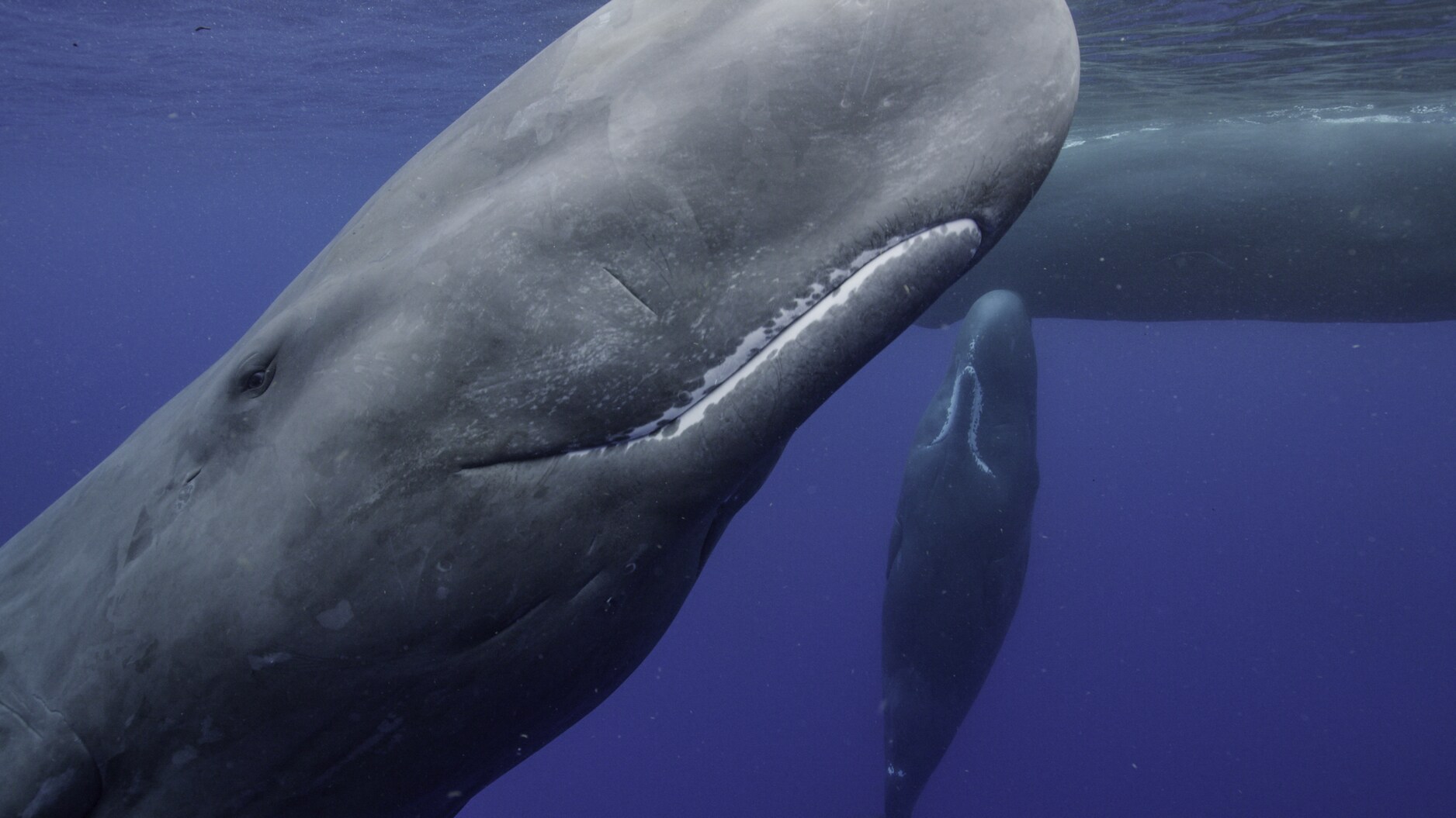 Whales are more like us than we ever thought possible. New research shows that they are deeply intelligent beings with their own distinct cultures around the globe. (National Geographic for Disney+/Luis Lamar)