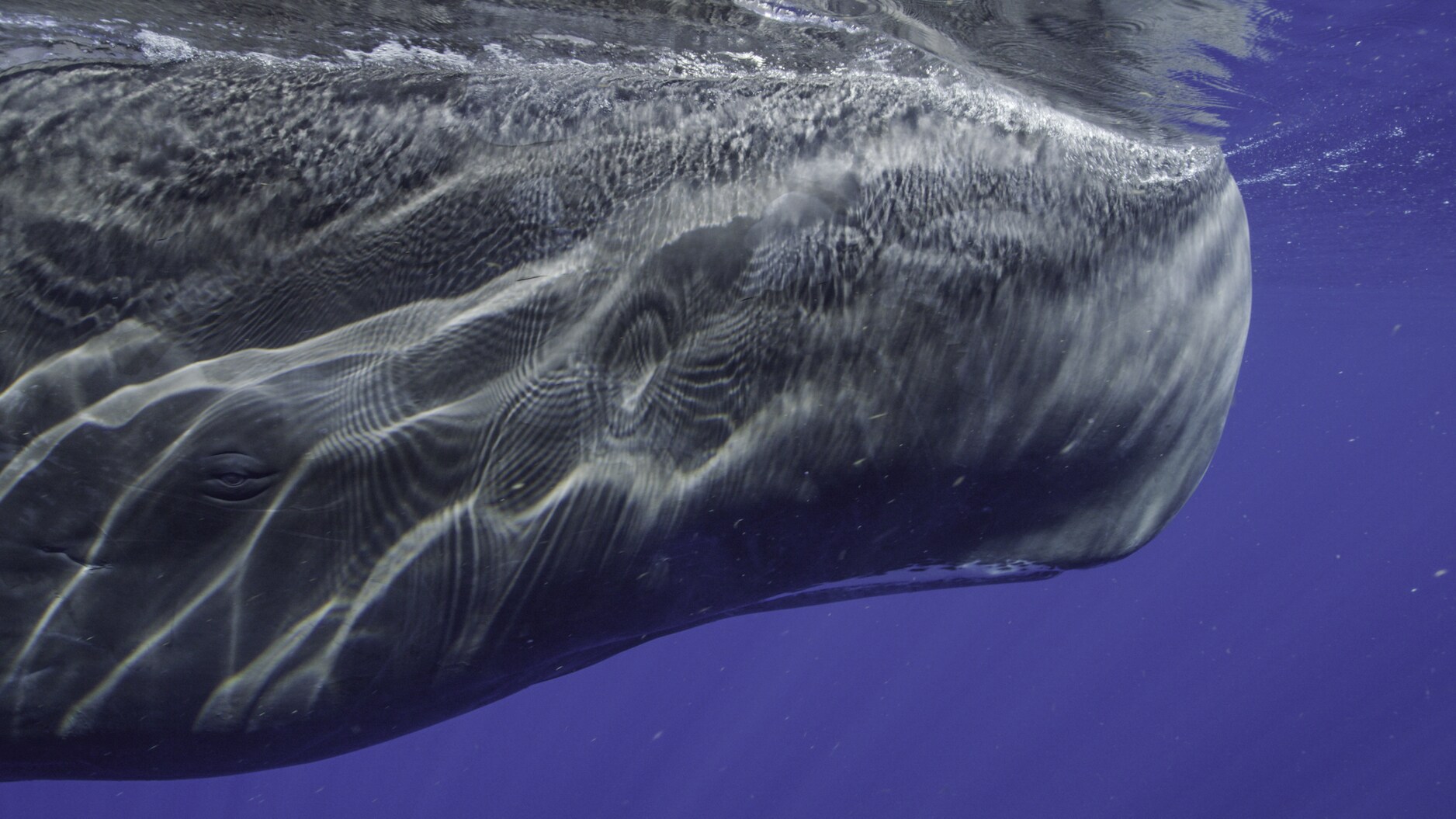 Sperm whales have the largest brains ever recorded - six times the size of our own. (National Geographic for Disney+/Luis Lamar)