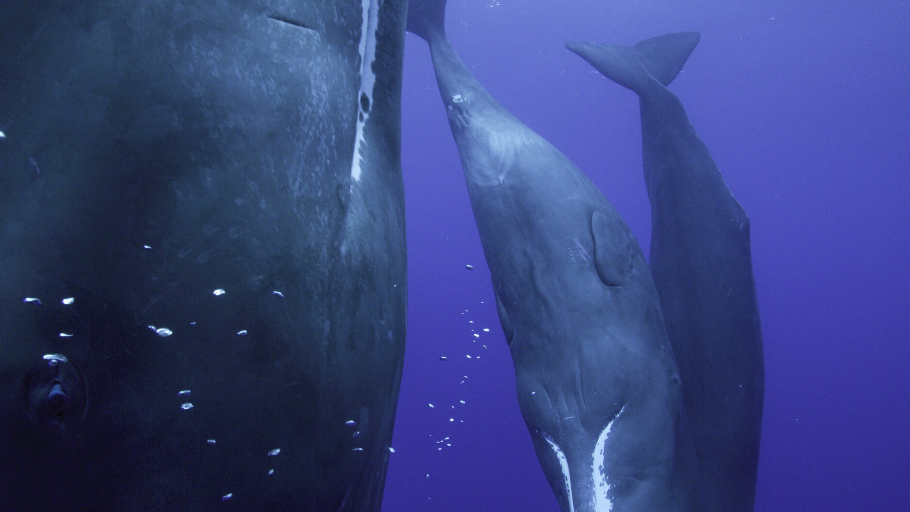 Sperm whales rest vertically, pausing every 10-15 minutes to breathe at the surface. They may rely on sleep less than any other mammal on the planet. (National Geographic for Disney+/Luis Lamar)