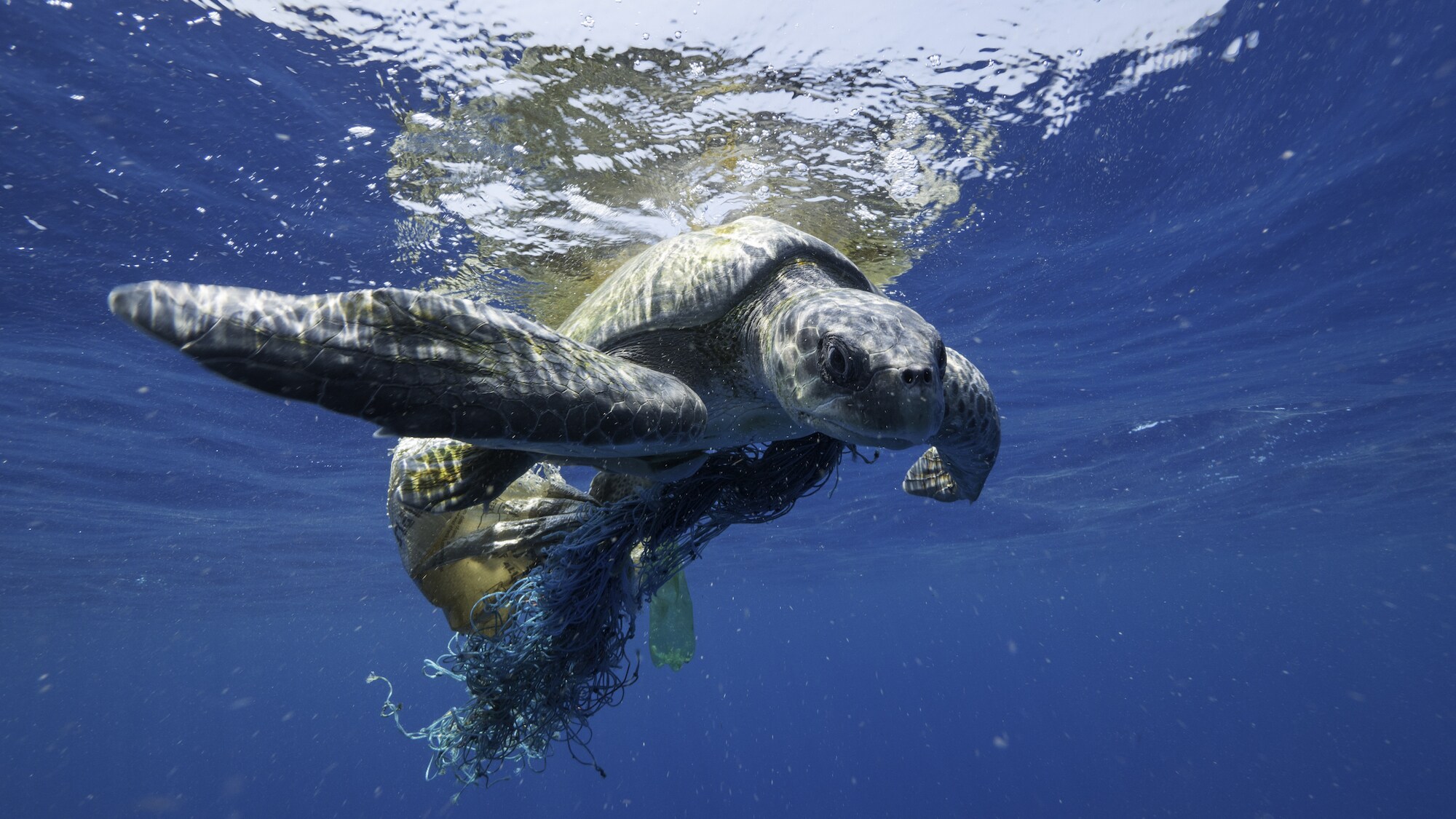 Fishing gear is the most common form of plastic pollution in the ocean, and it is often lethal to marine wildlife, including whales. The National Geographic team saved this sea turtle while on assignment in the Indian Ocean. (National Geographic for Disney+/Hayes Baxley)