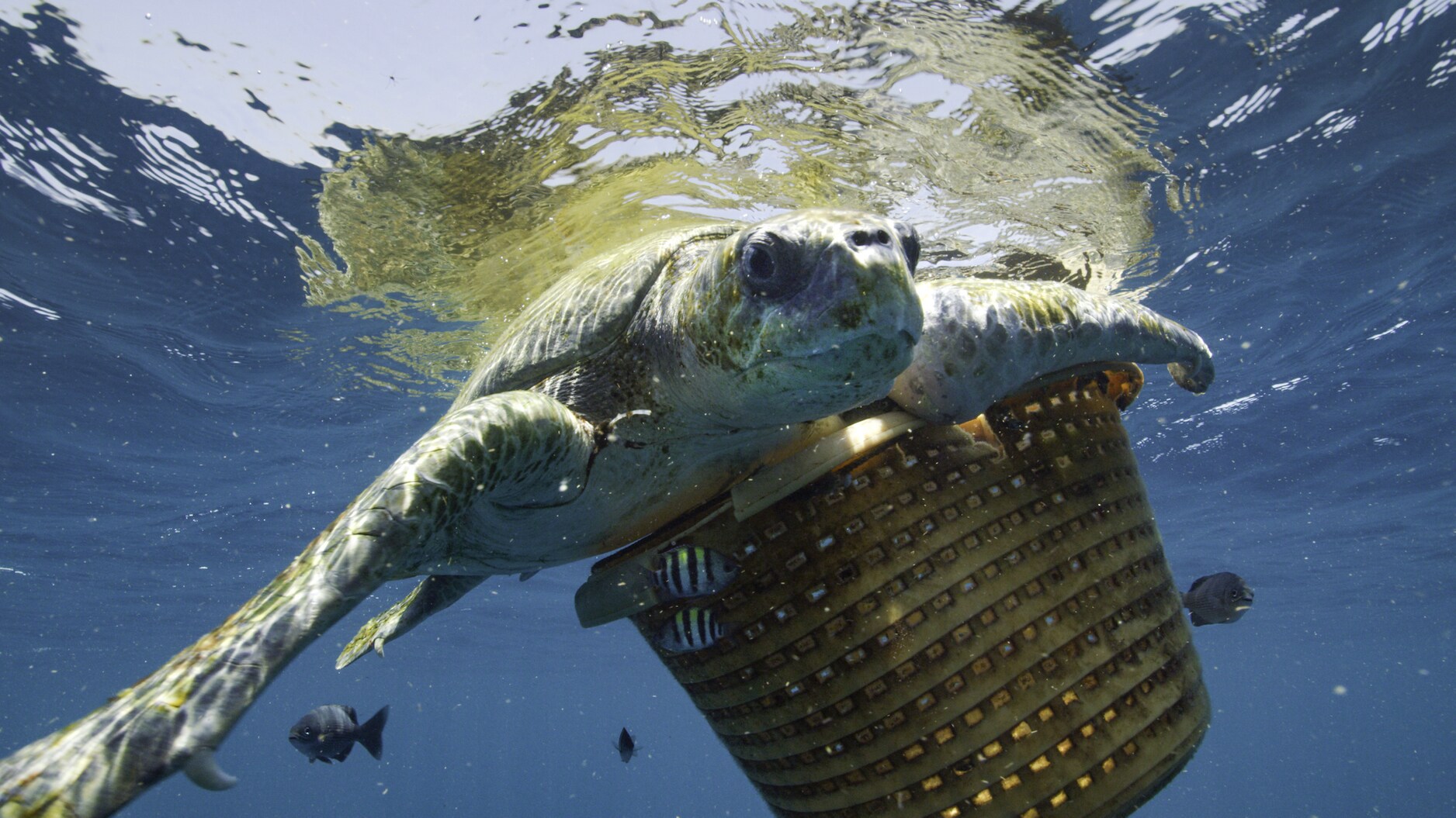 Entanglement in marine debris, like this laundry bin, is often lethal to marine wildlife, including whales. The National Geographic team saved this sea turtle while on assignment in the Indian Ocean. (National Geographic for Disney+/Luis Lamar)