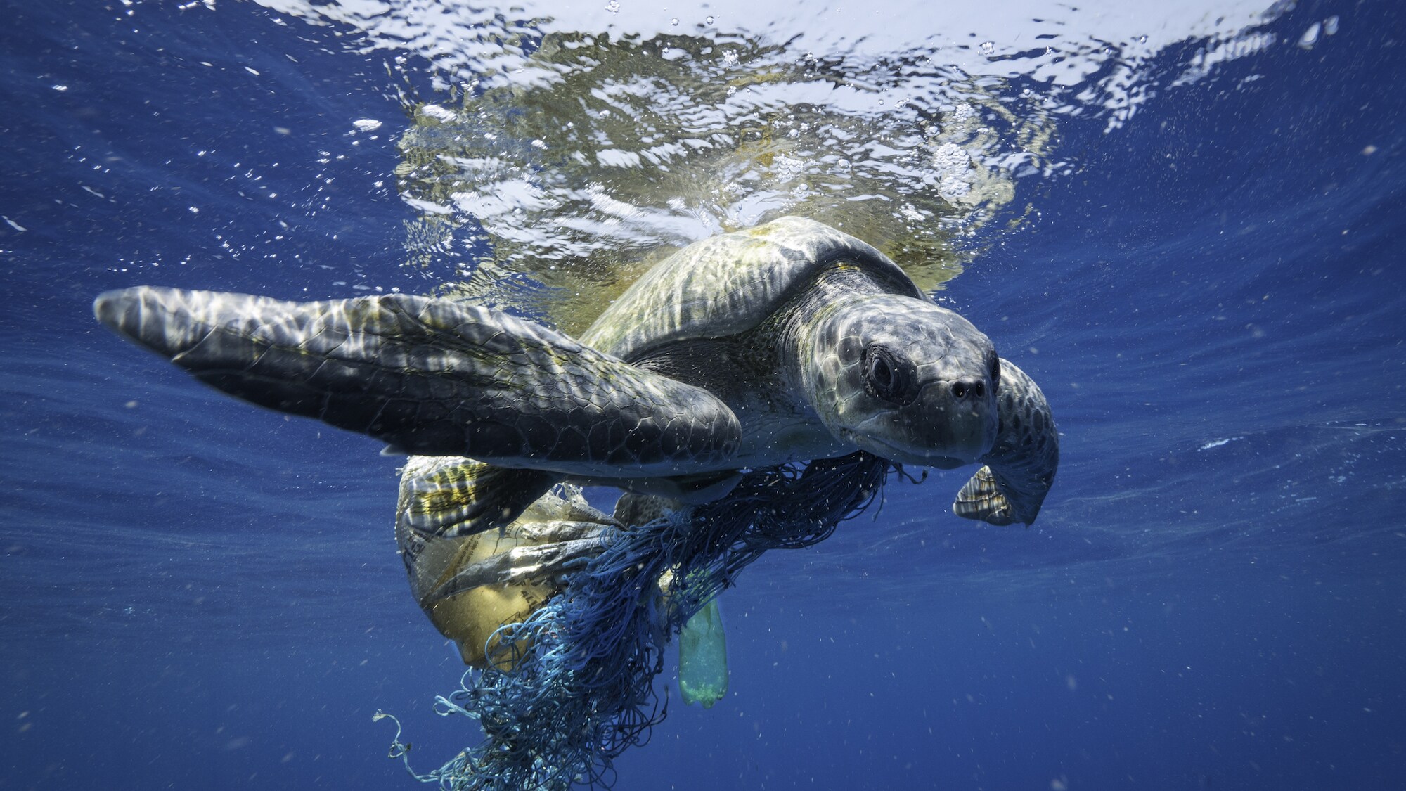 Fishing gear is the most common form of plastic pollution in the ocean, and it is often lethal to marine wildlife, including whales. The National Geographic team saved this sea turtle while on assignment in the Indian Ocean. (National Geographic for Disney+/Hayes Baxley)