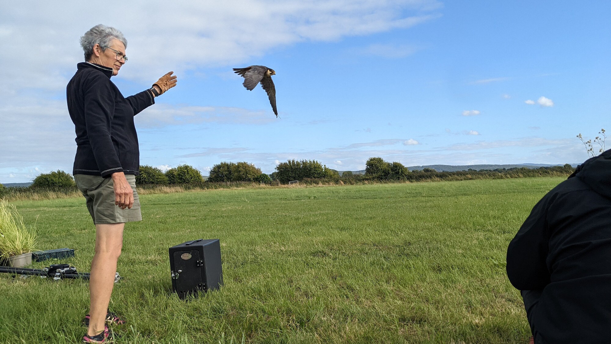 Hobby wrangler Rose Buck releases her trained hobby "Henry" during a photo shoot set outdoors at Elm Farm in Tickenham, Clevedon, UK for "The Busy Farm" episode of "A Real Bug's Life." (National Geographic/Nathan Small)