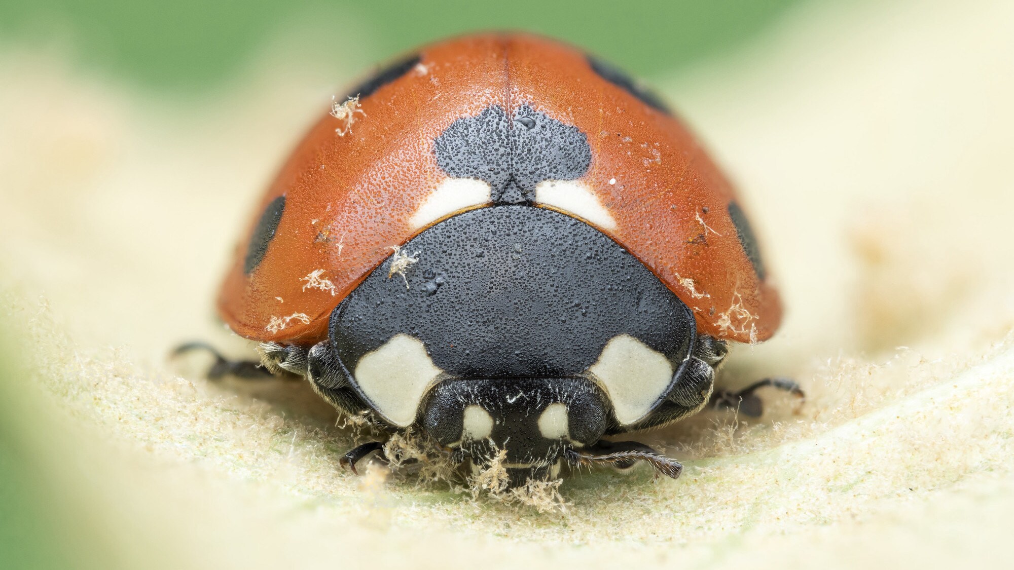 A seven spotted ladybird is featured in "The Busy Farm" episode of "A Real Bug's Life." (National Geographic/Jamie Thorpe)